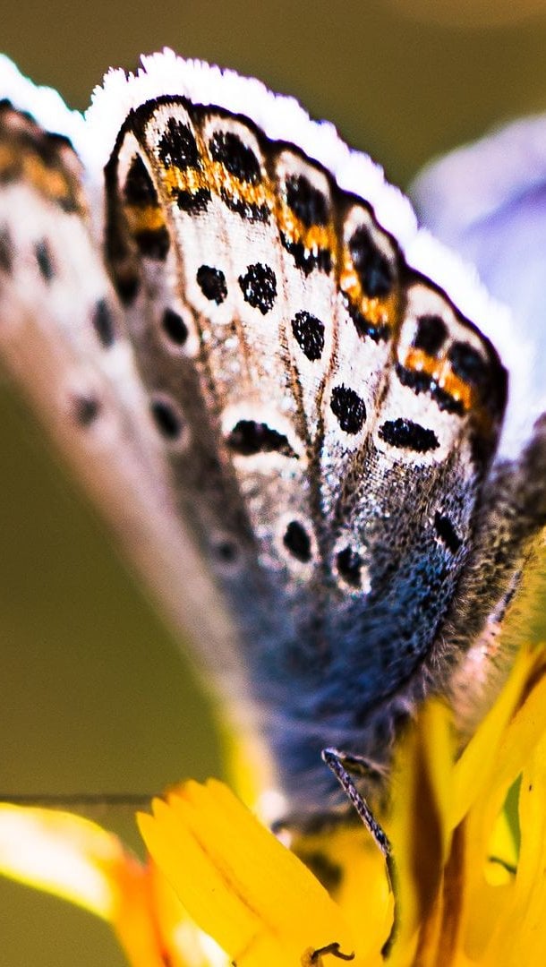 Mariposa de cerca