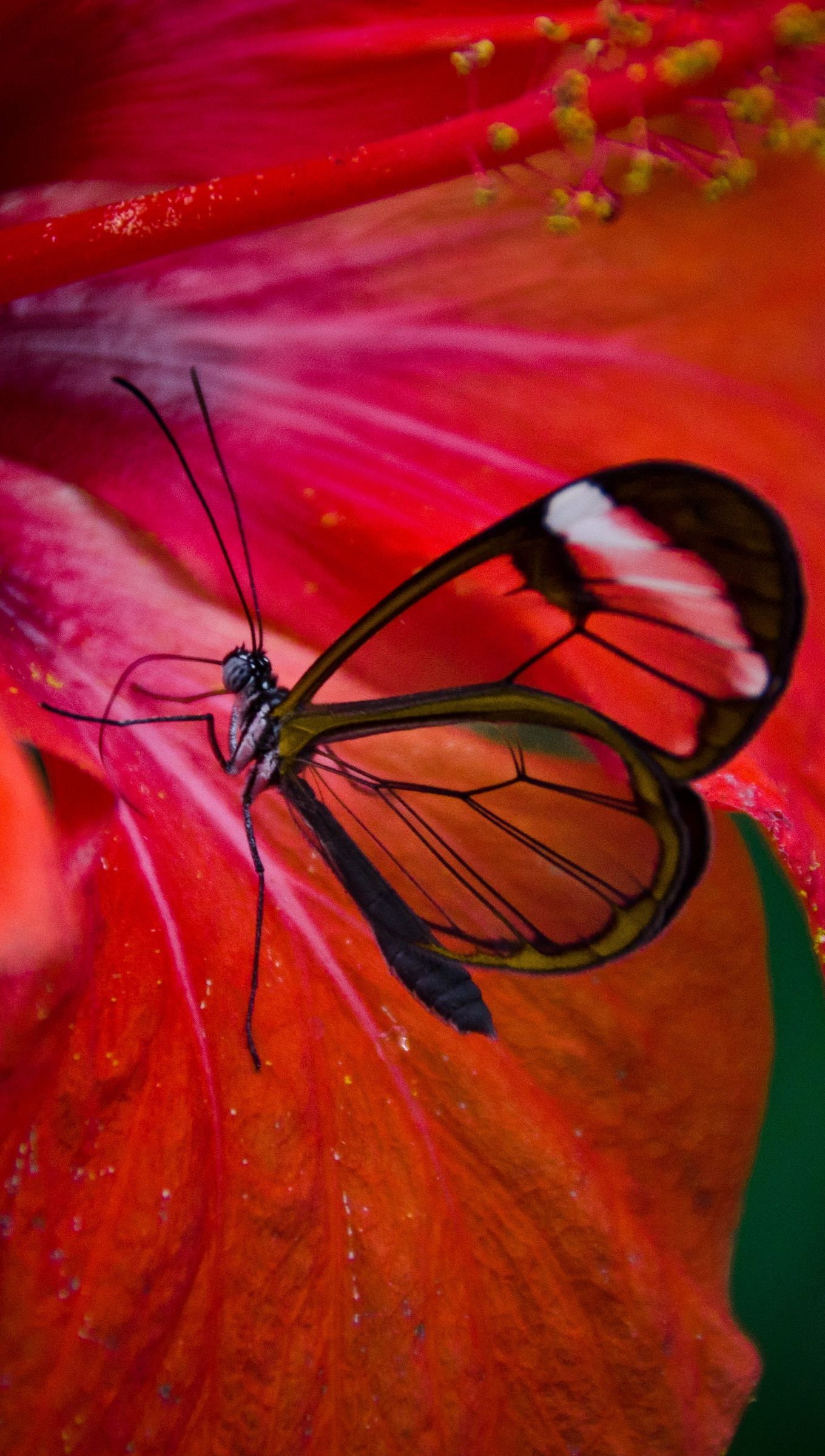 Mariposa en flor roja