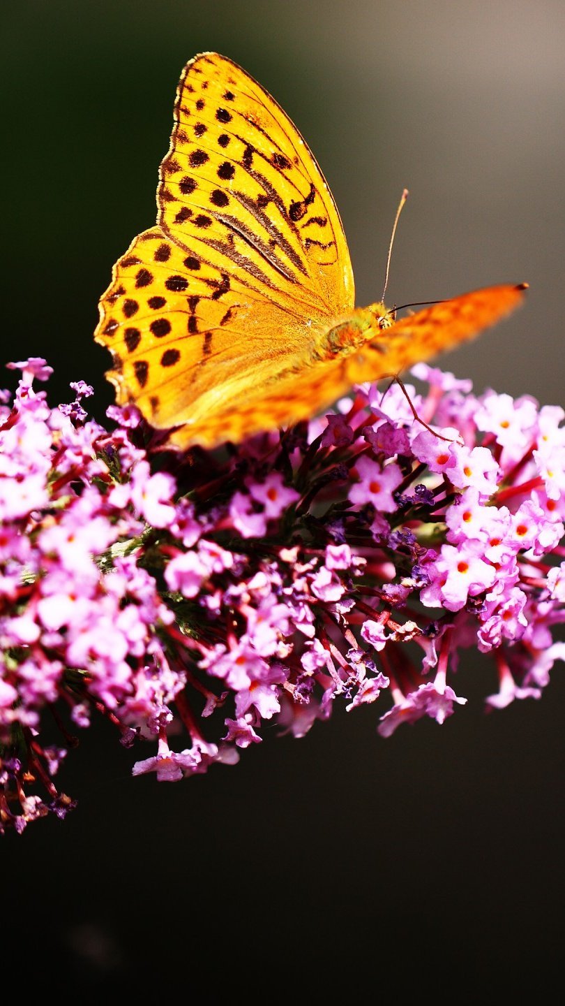 Mariposa en lavanda