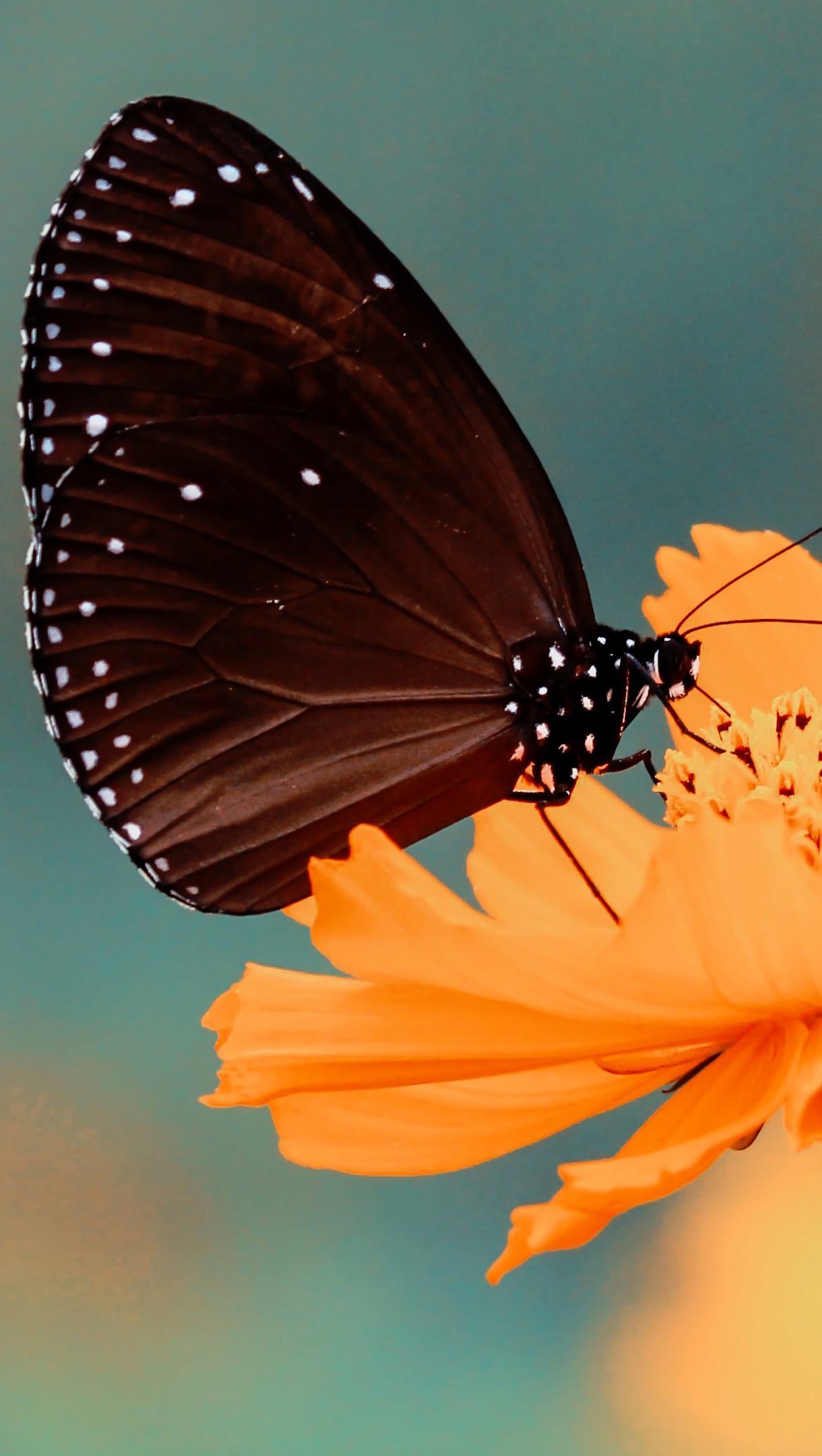 Mariposa en una flor