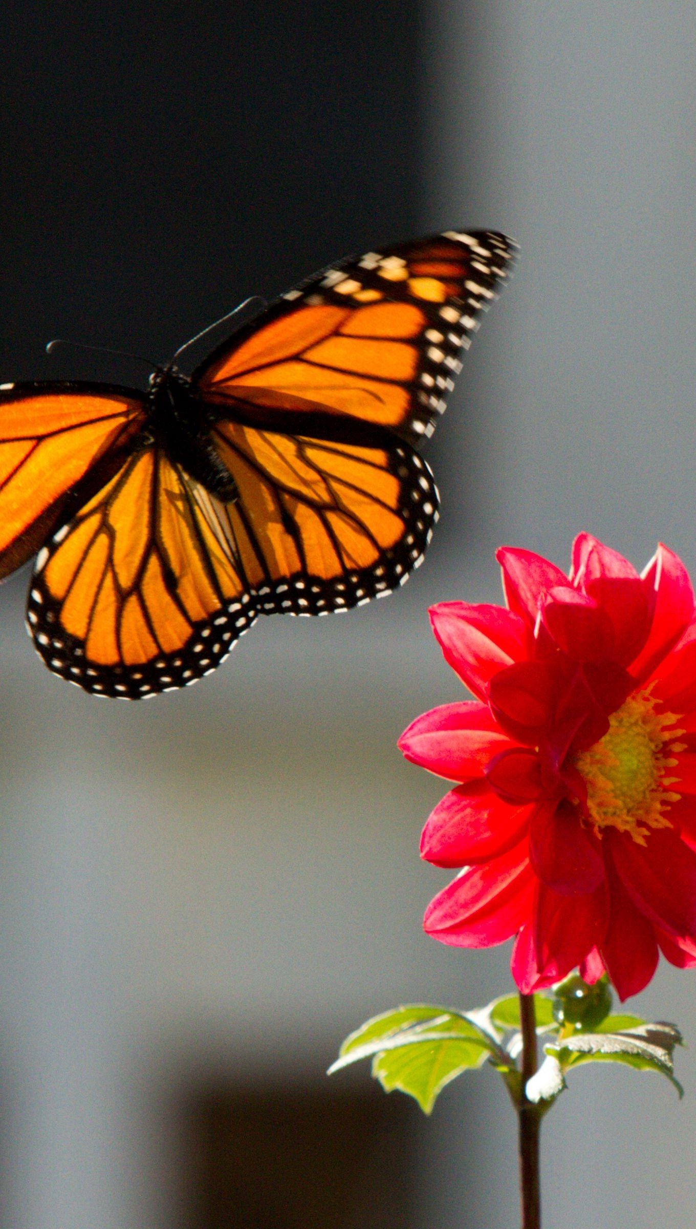 Mariposa monarca con flor