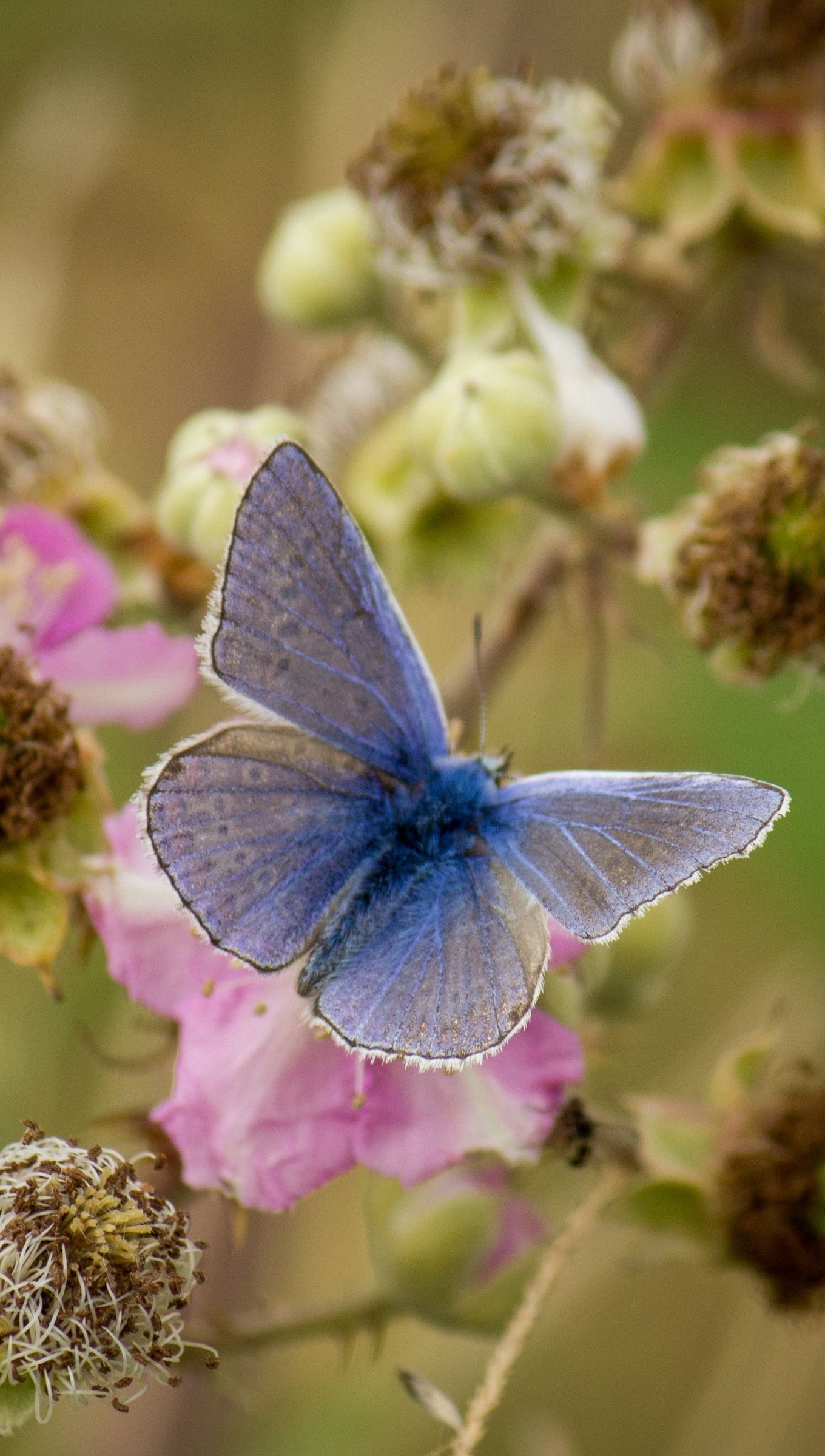 Mariposa morpho sobre flores