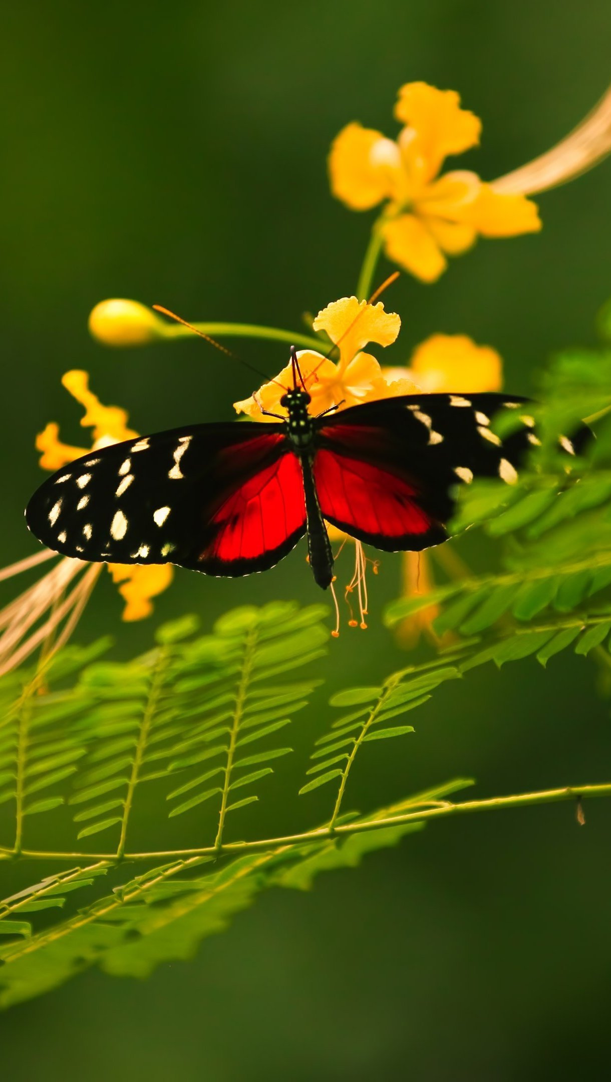 Mariposa roja