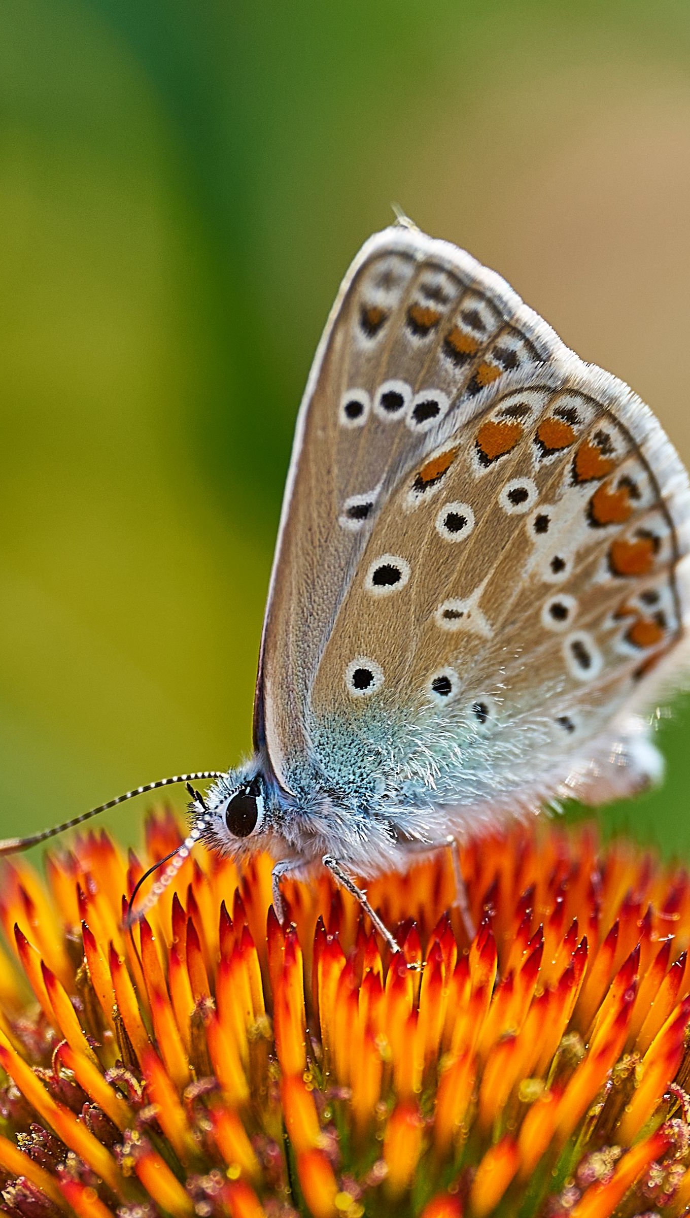 Mariposa sobre flor amarilla