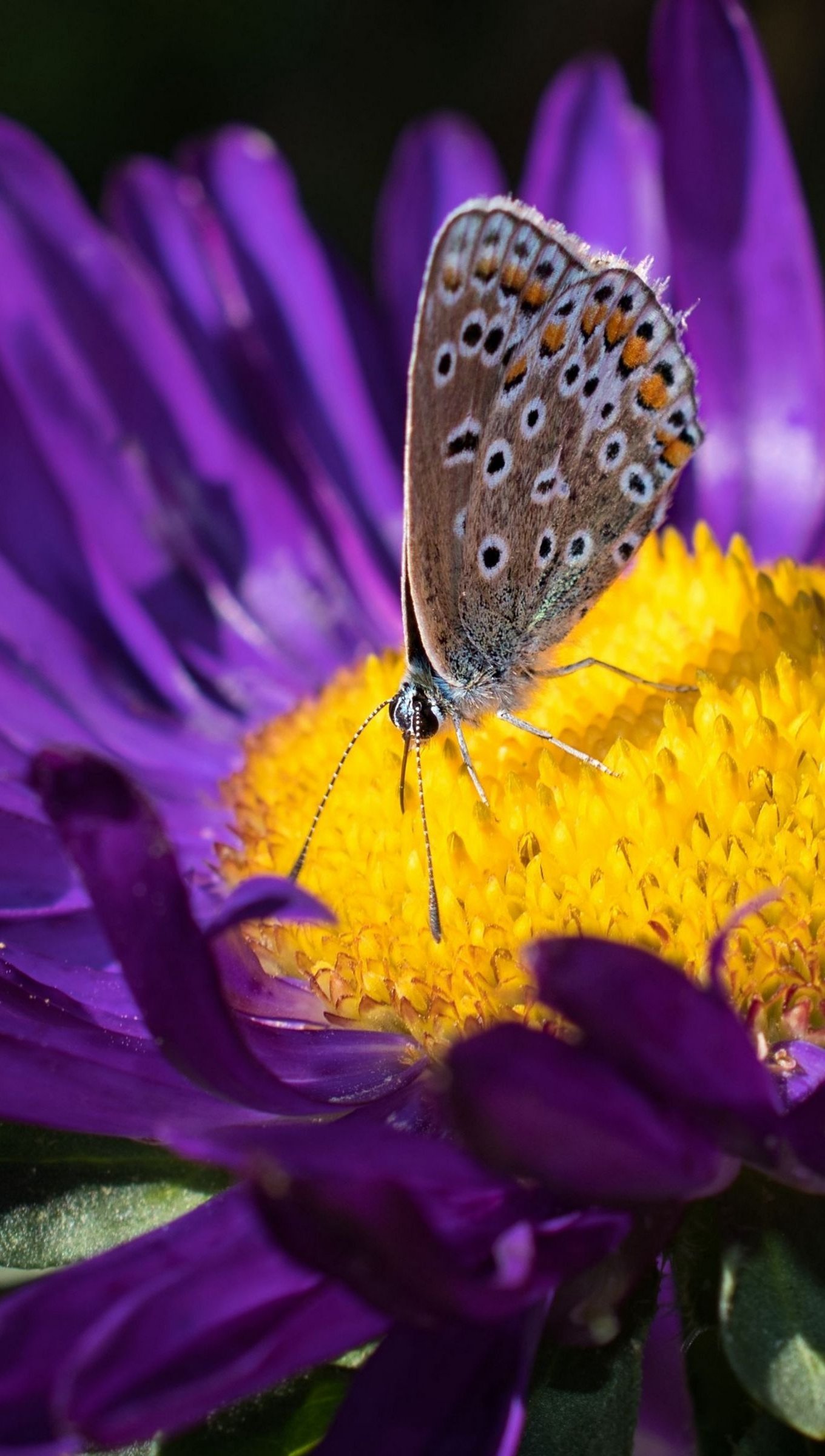 Mariposa sobre flor morada