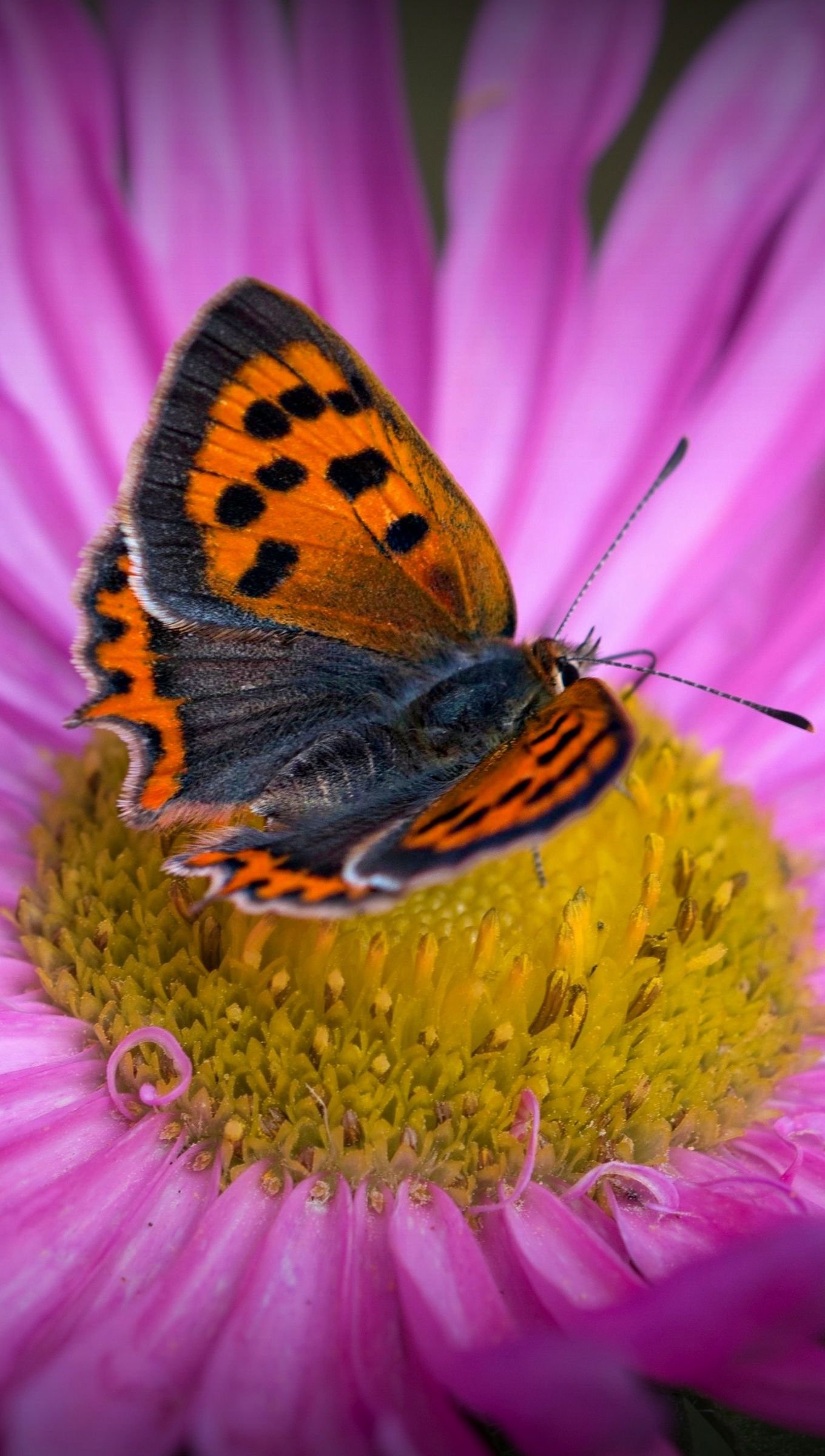 Mariposa sobre flor rosa