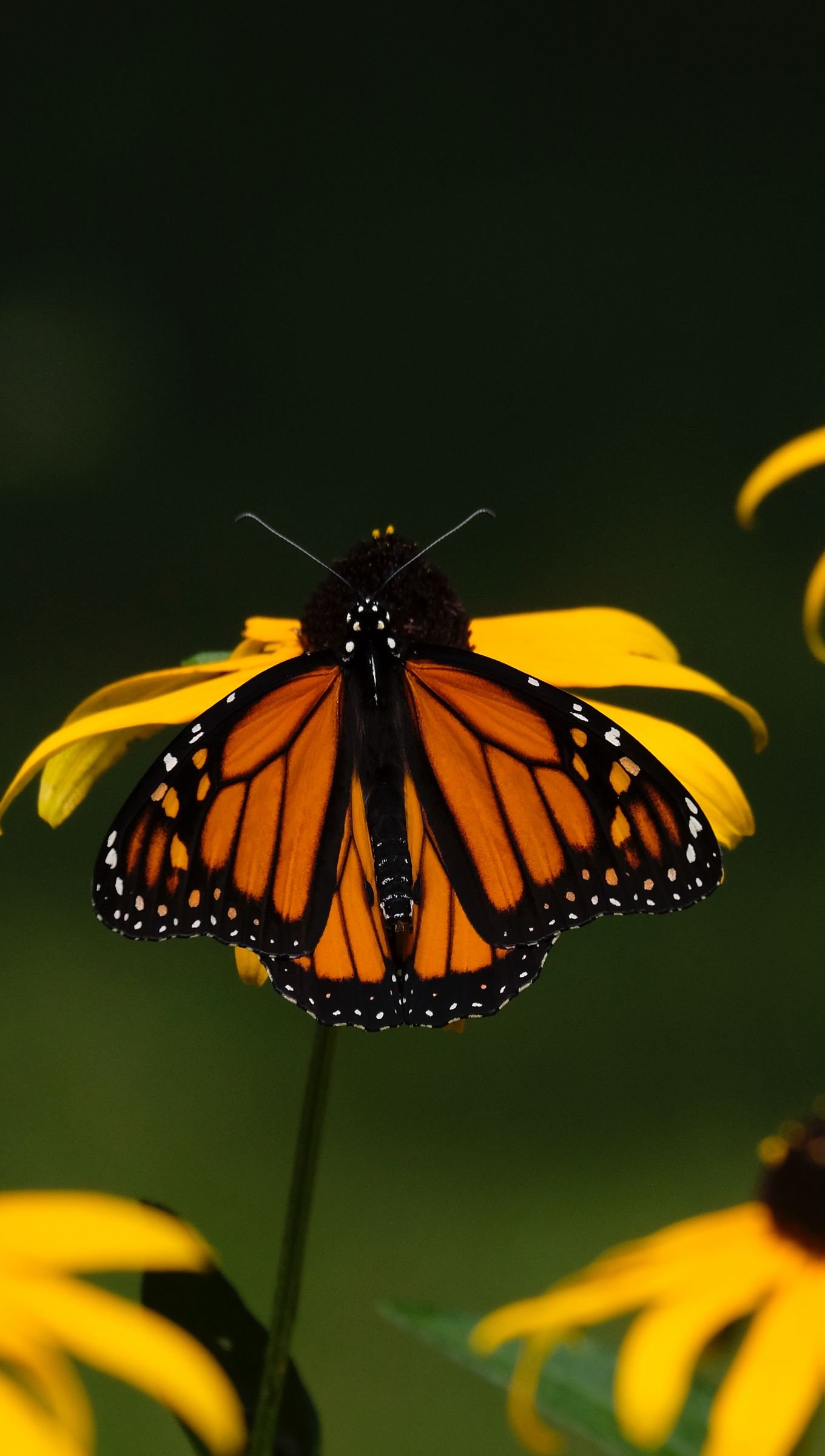 Mariposa sobre flor