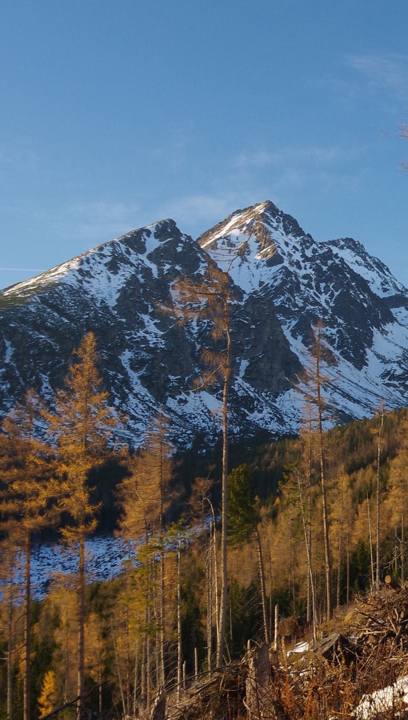 Montañas con nieve y árboles