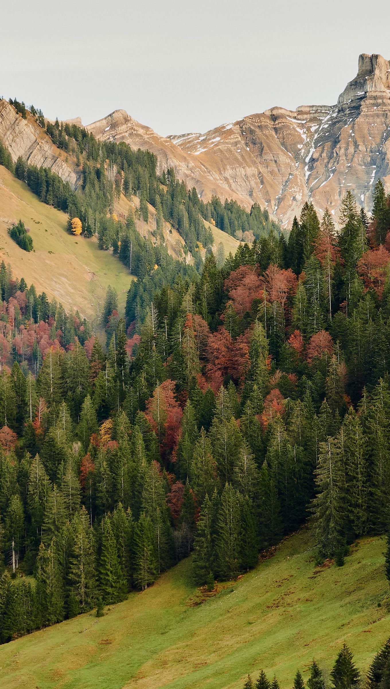 Montañas en bosque durante el otoño