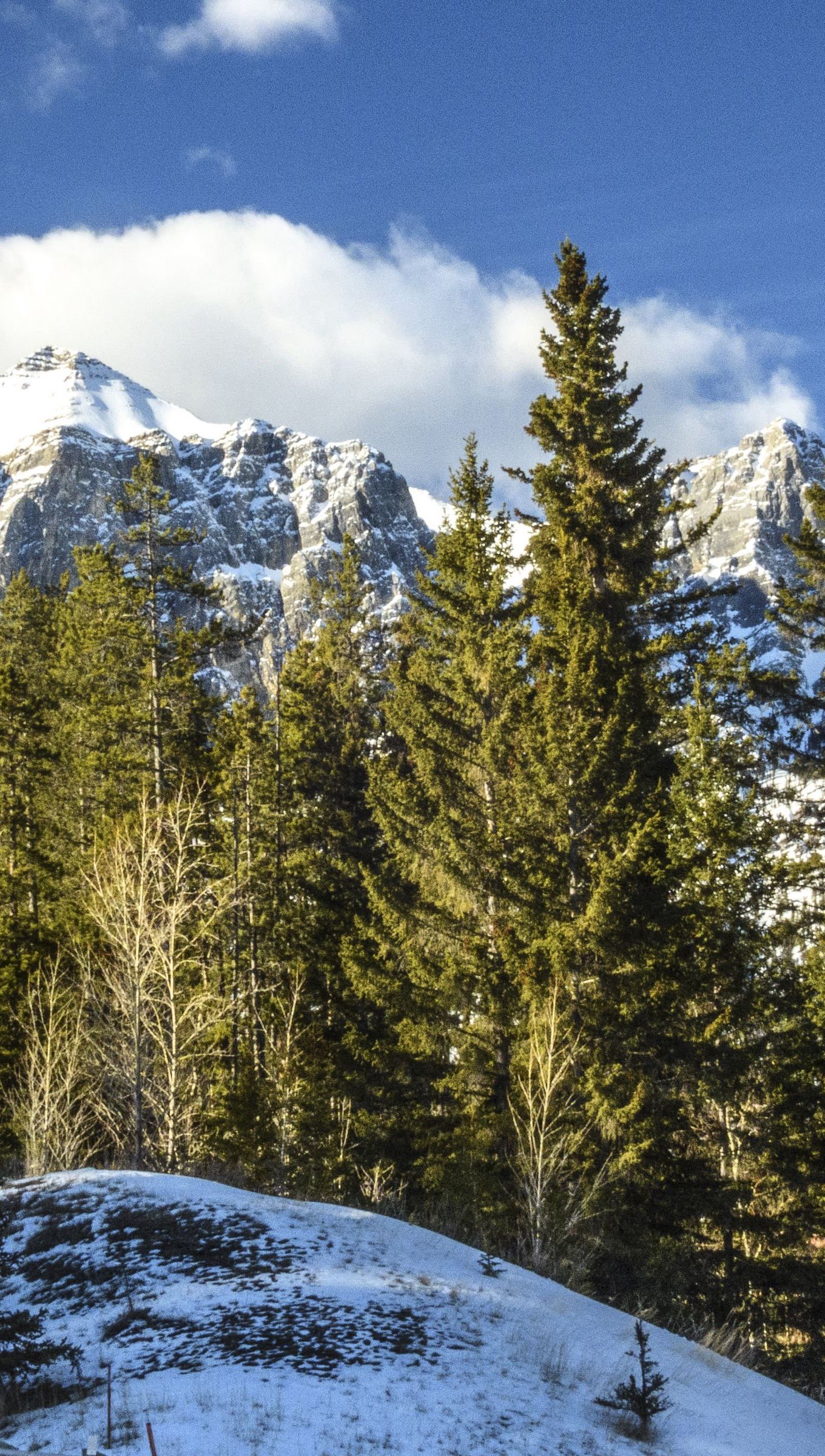 Montañas nevadas detras de pinos