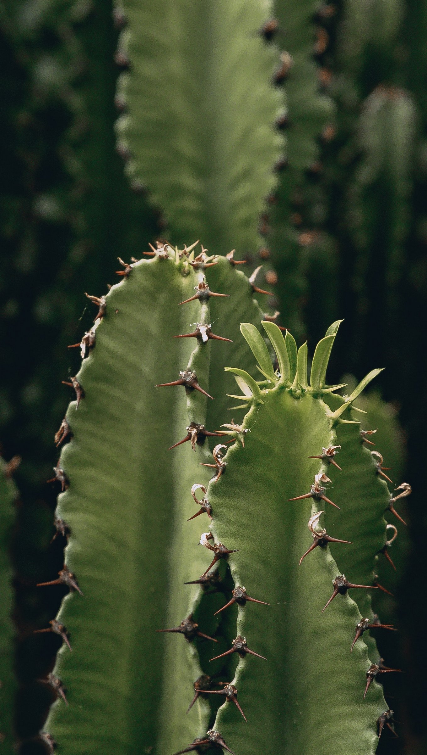 Muchos cactus con espinas