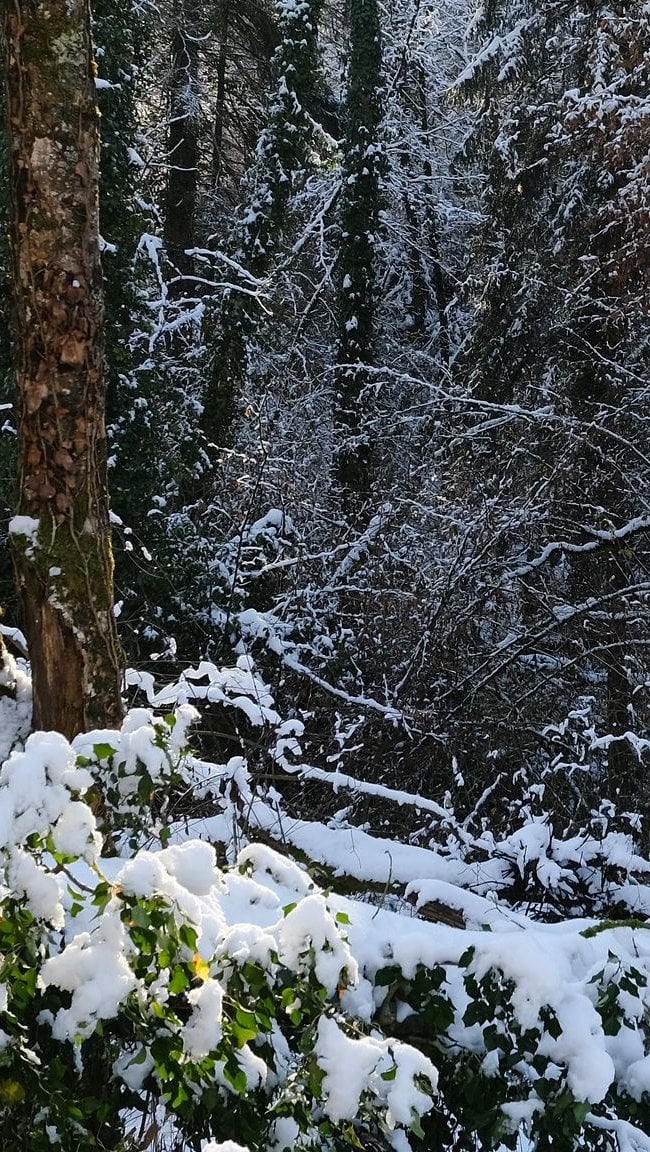 Nieve en el bosque