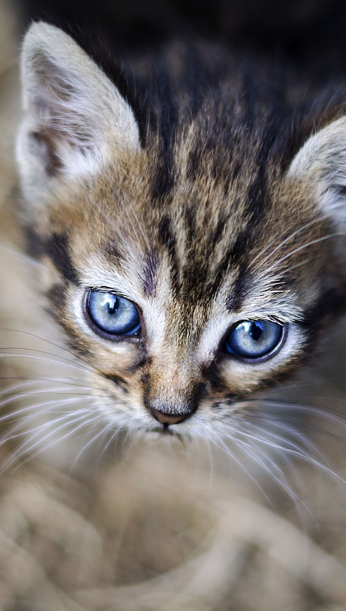 Ojos de gatito