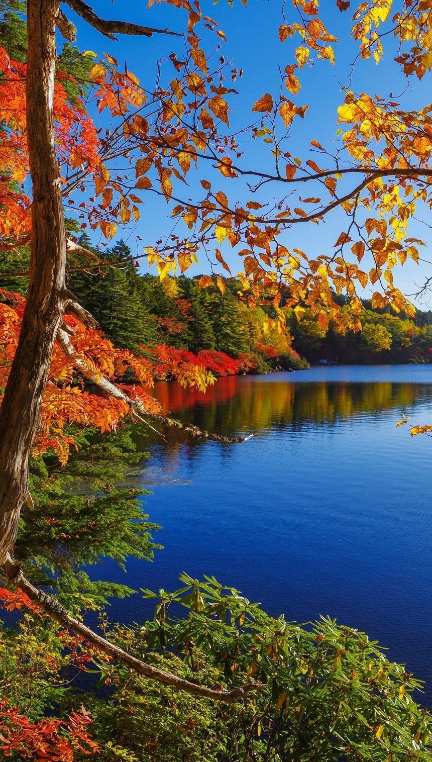 Otoño en lago junto al bosque