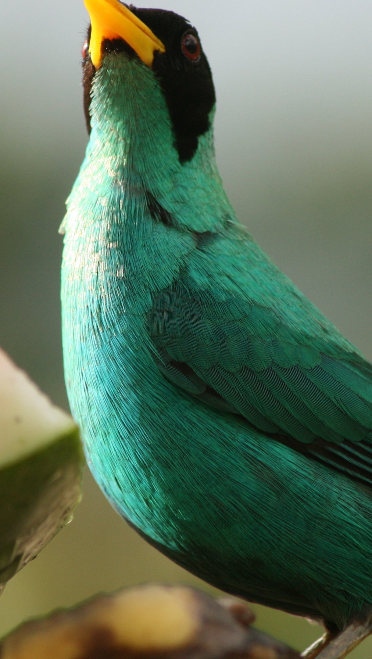 Pajaro Mielero verde