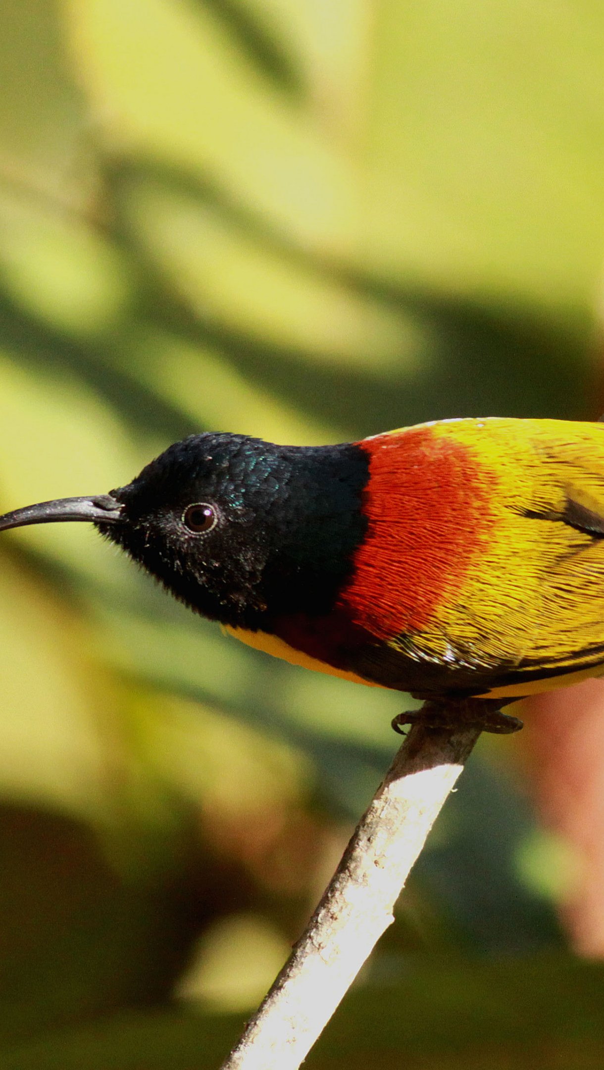 Pajaro suimanga coliverde