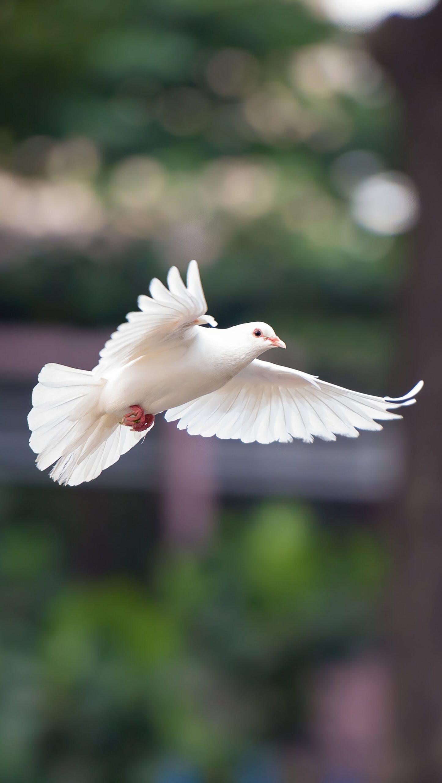 Paloma volando