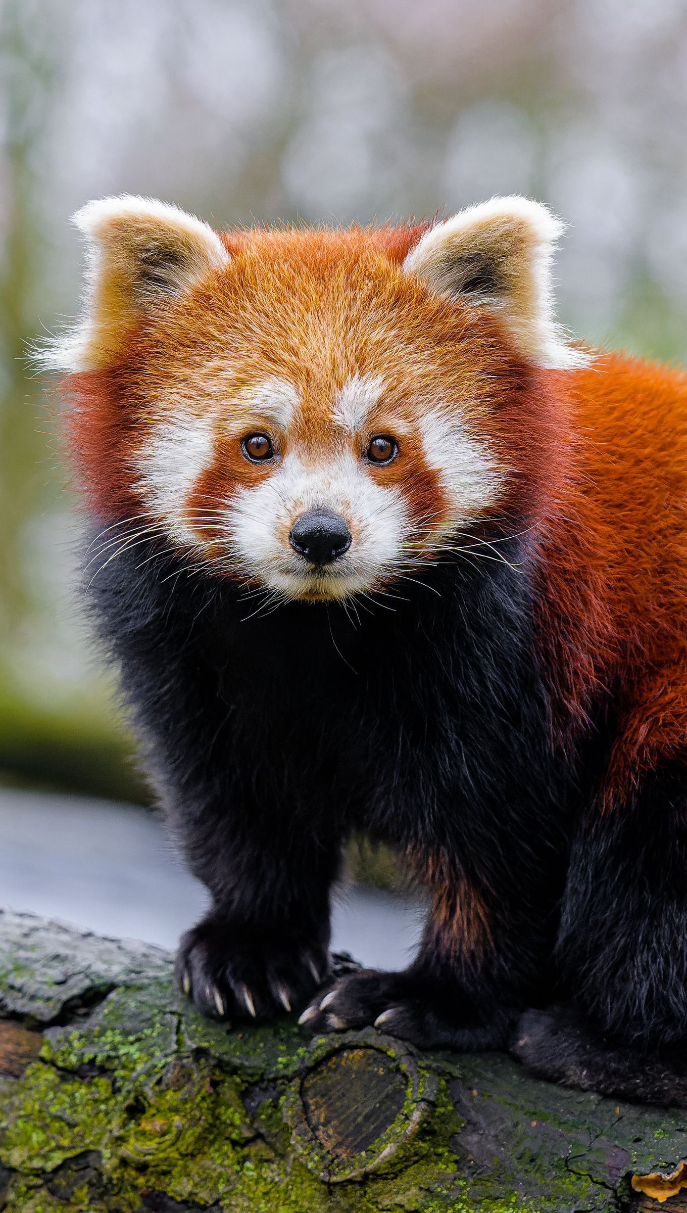 Panda Rojo sobre árbol