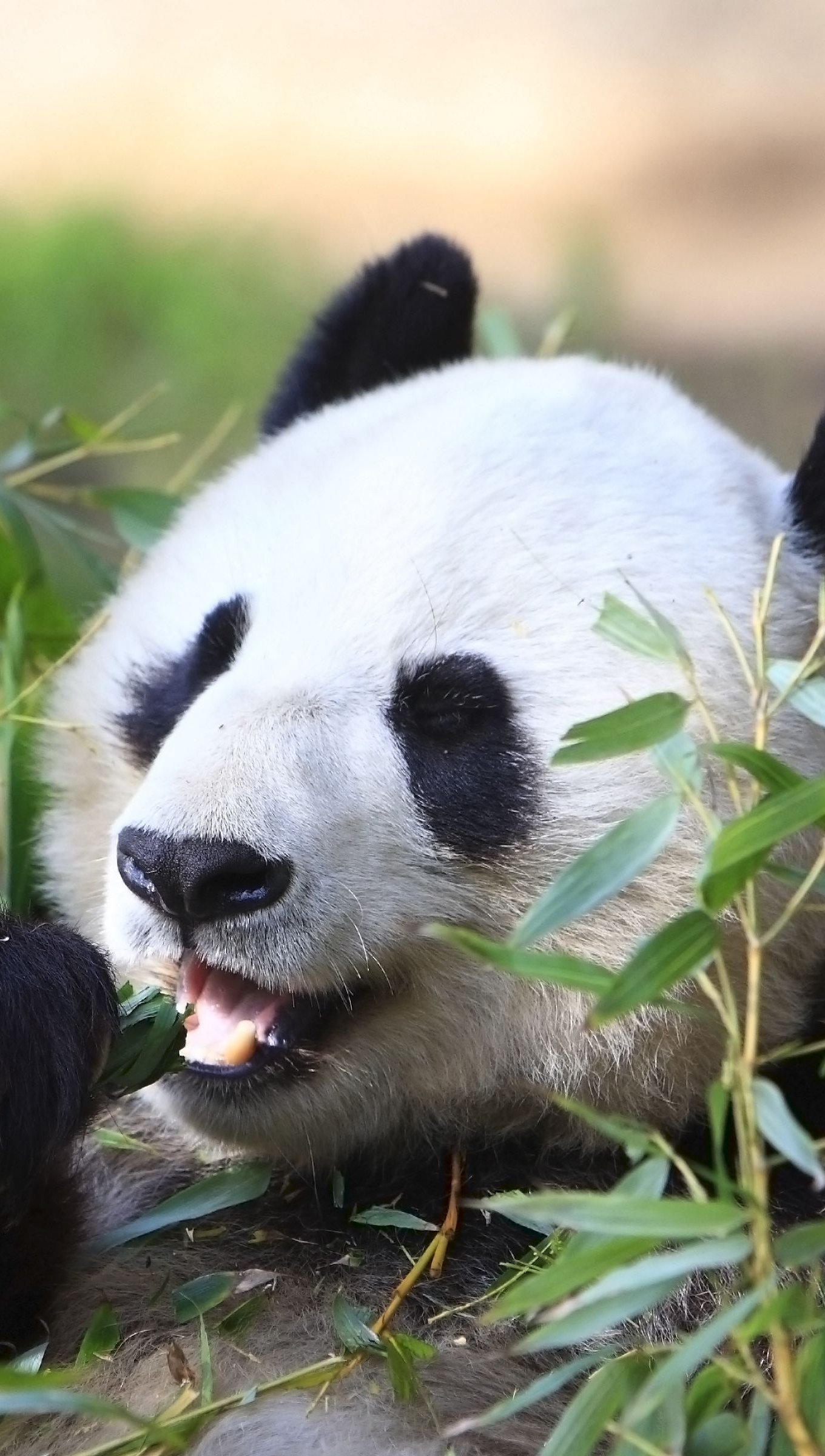 Panda comiendo