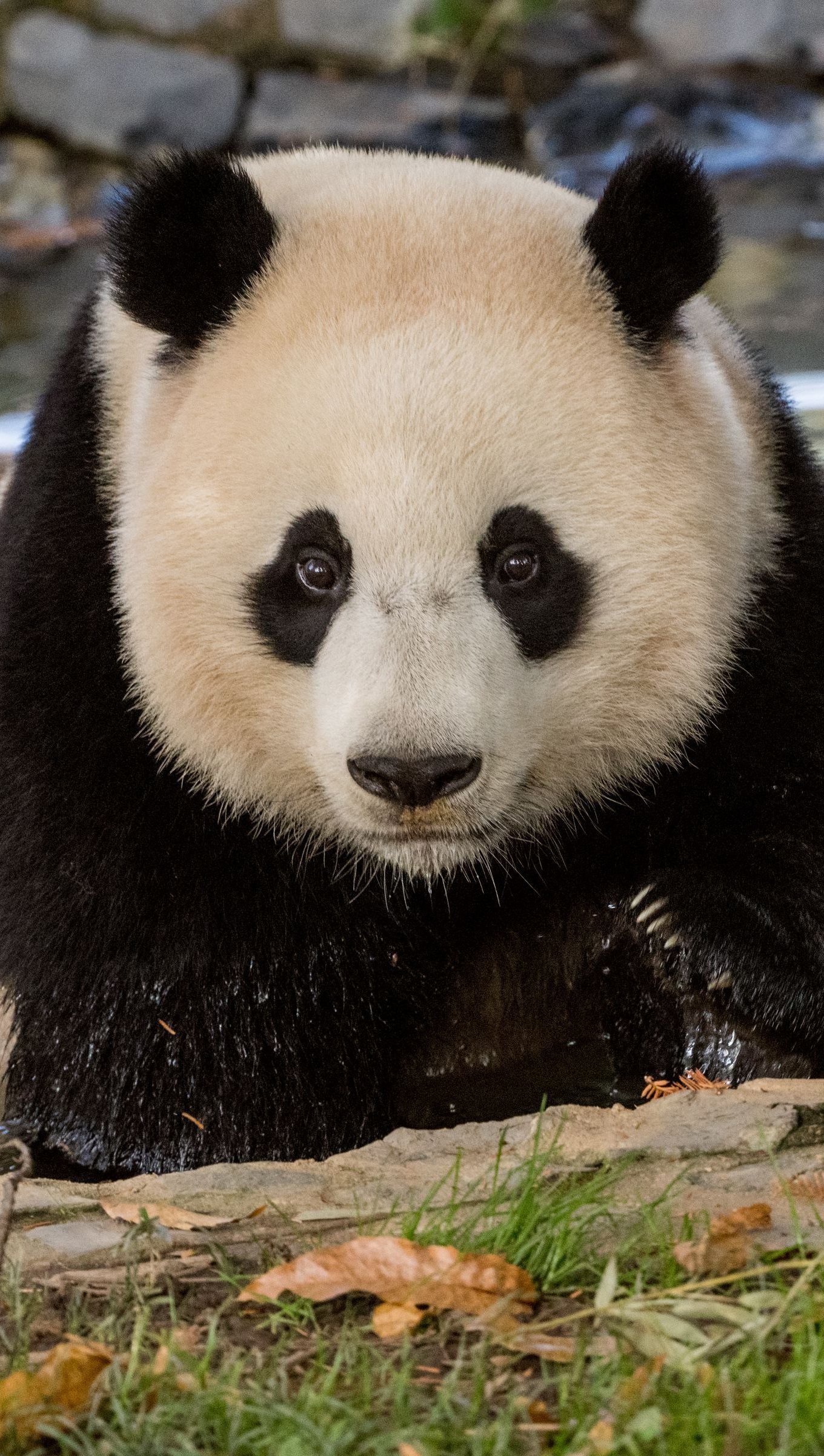 Panda en la naturaleza