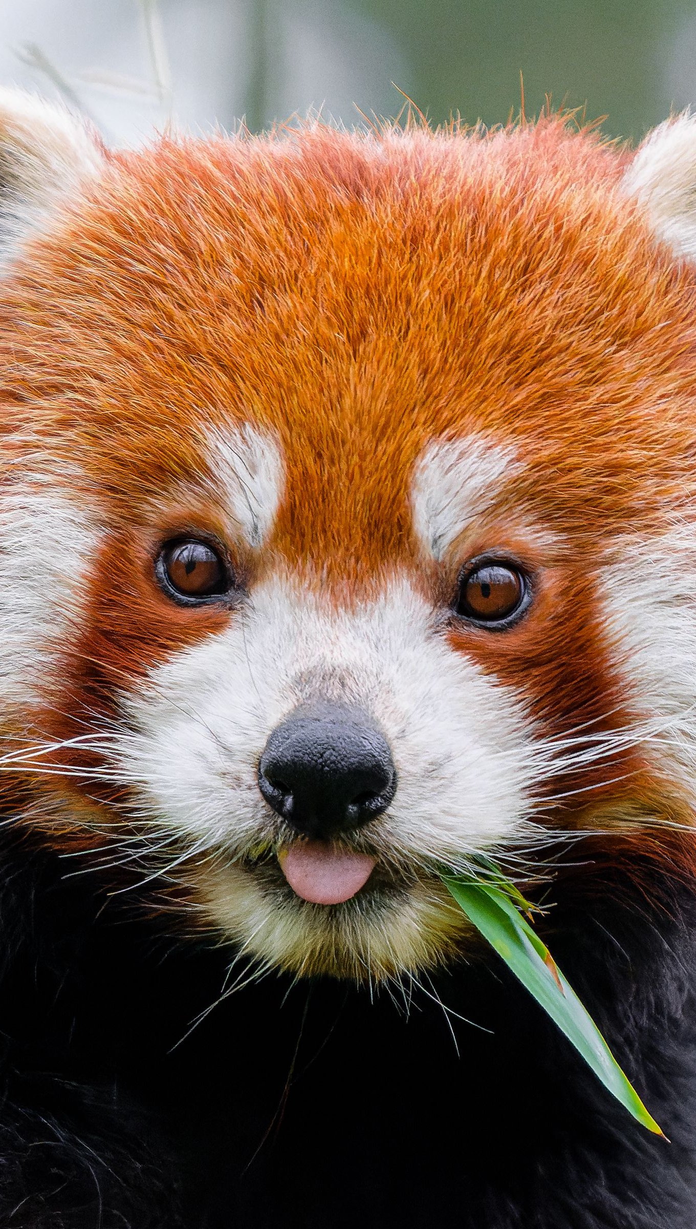 Panda rojo comiendo