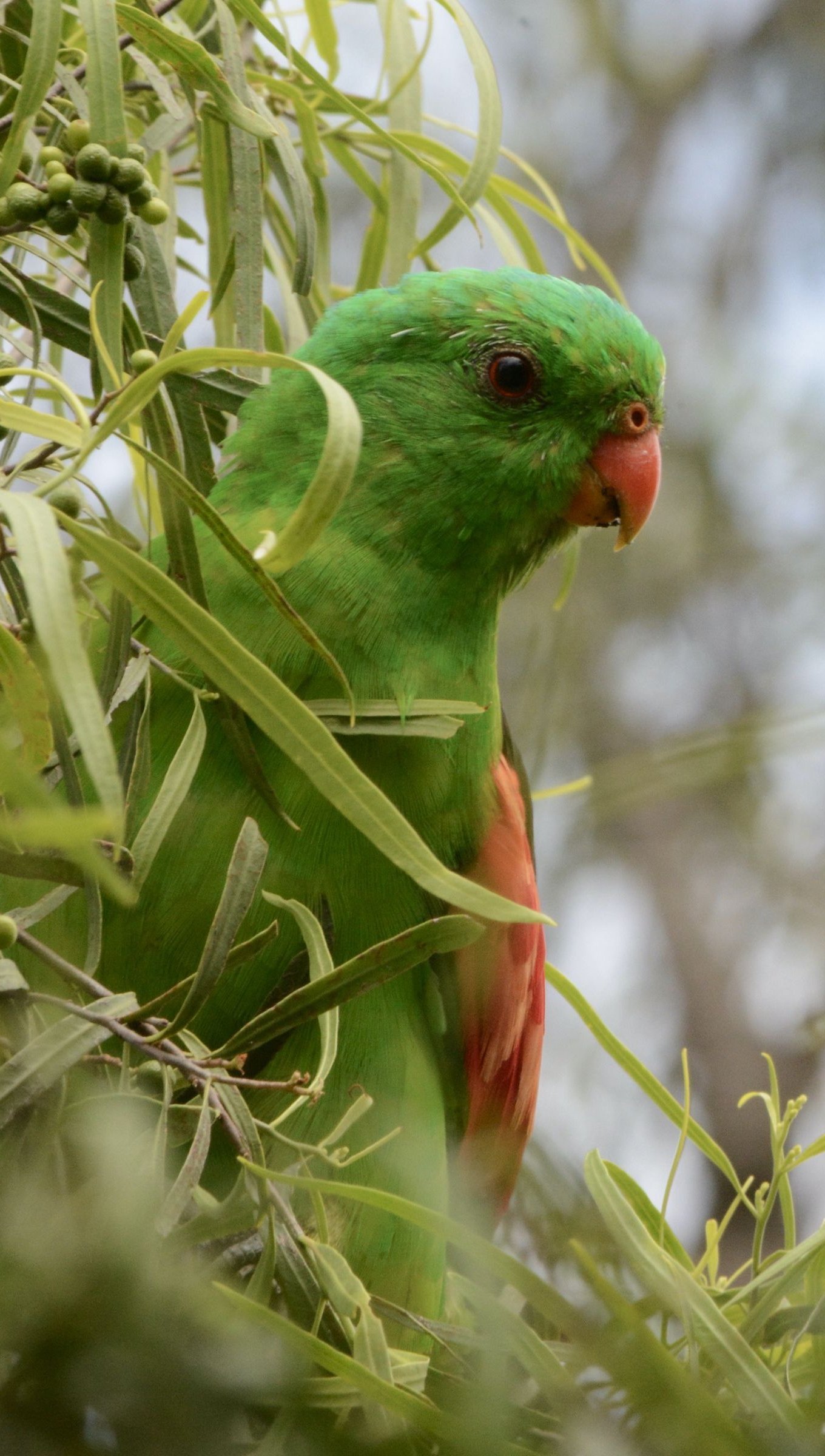 Papagayo alirrojo