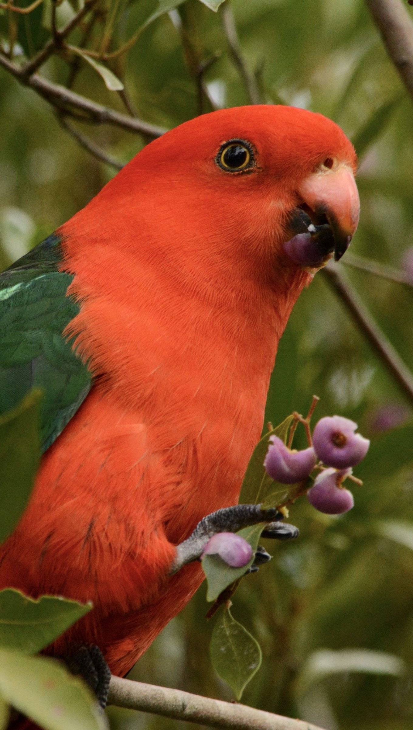 Papagayo australiano