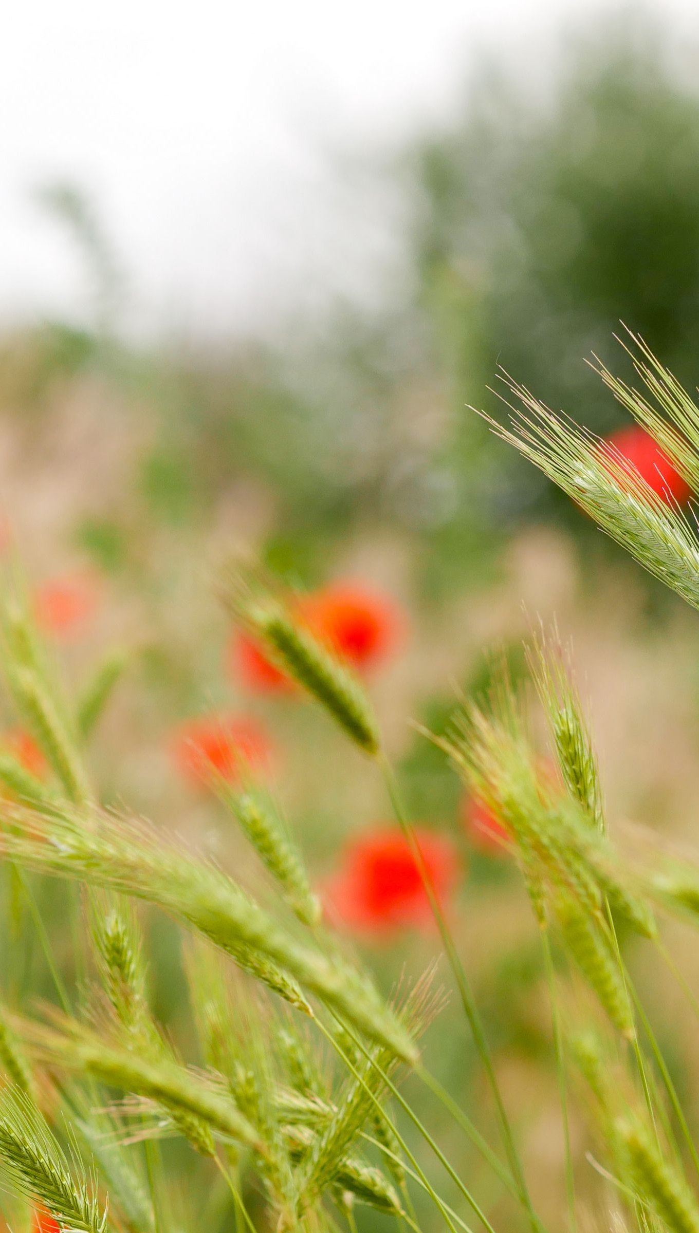 Pasto con flores