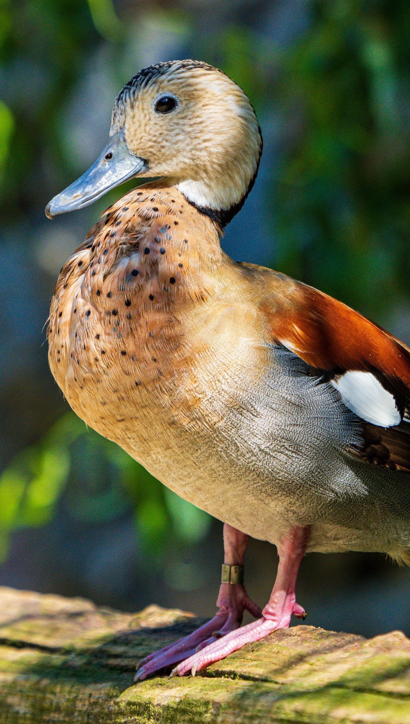 Pato pequeño