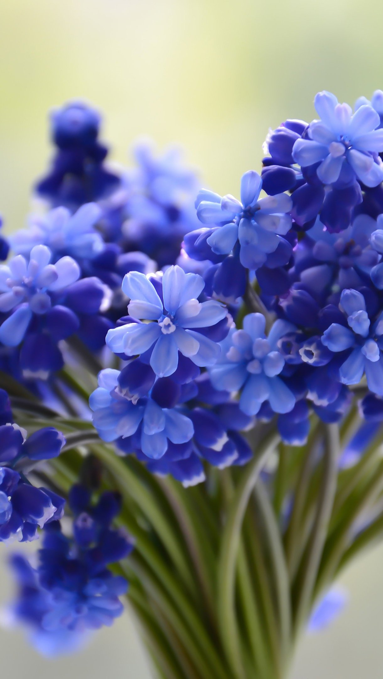 Pequeño ramo de flores azules