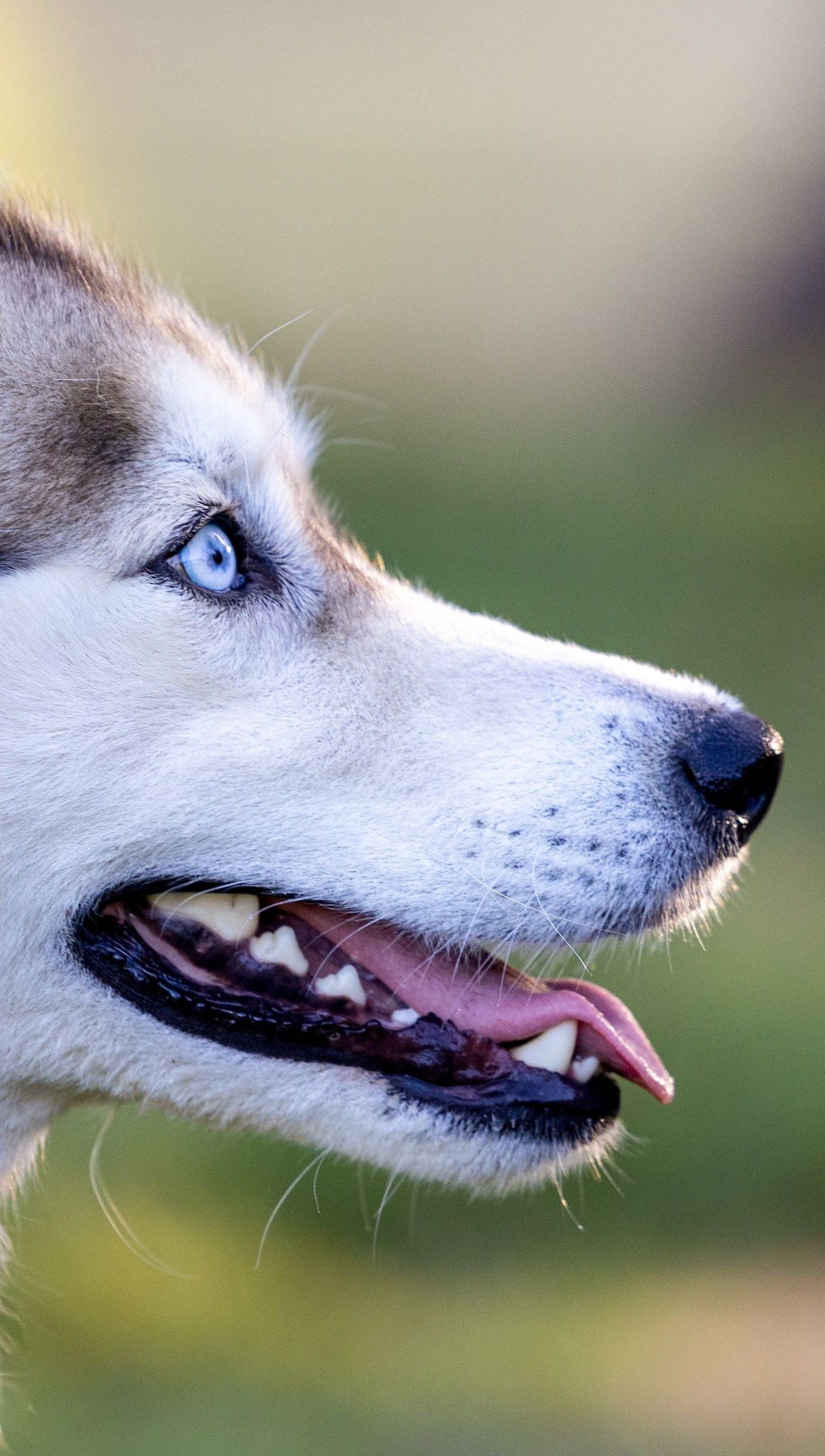 Perro Husky