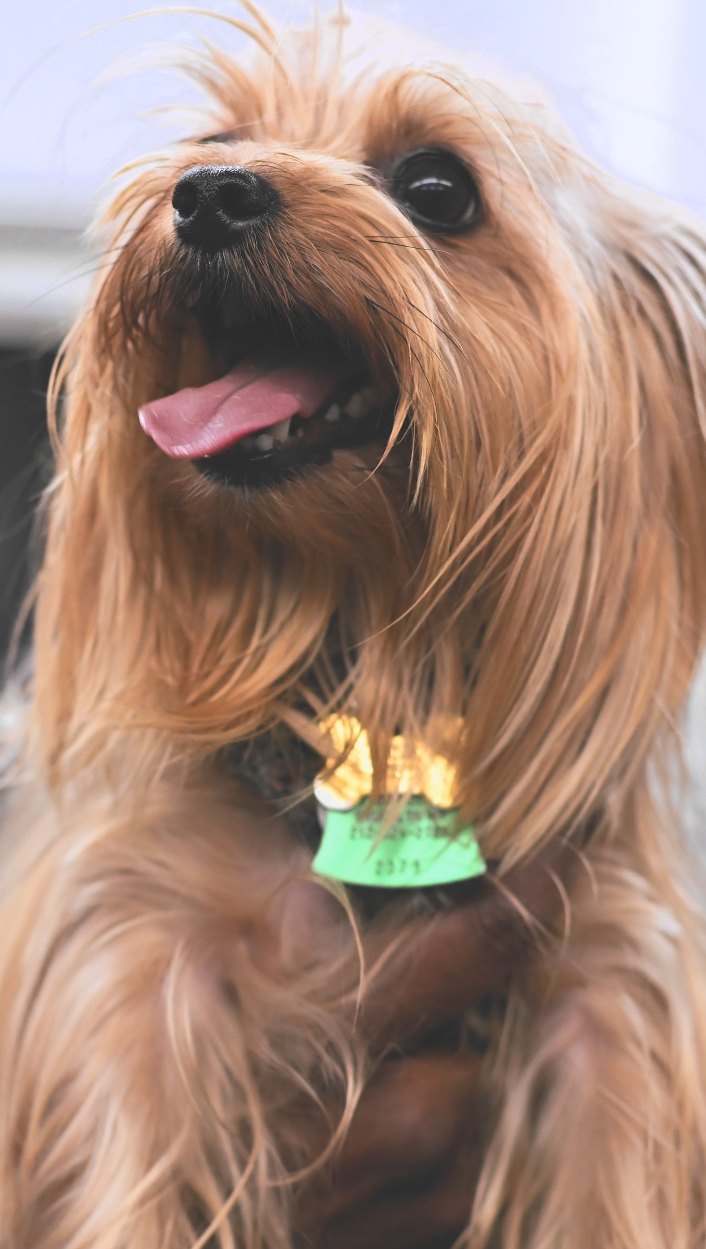 Perro Yorkshire Terrier