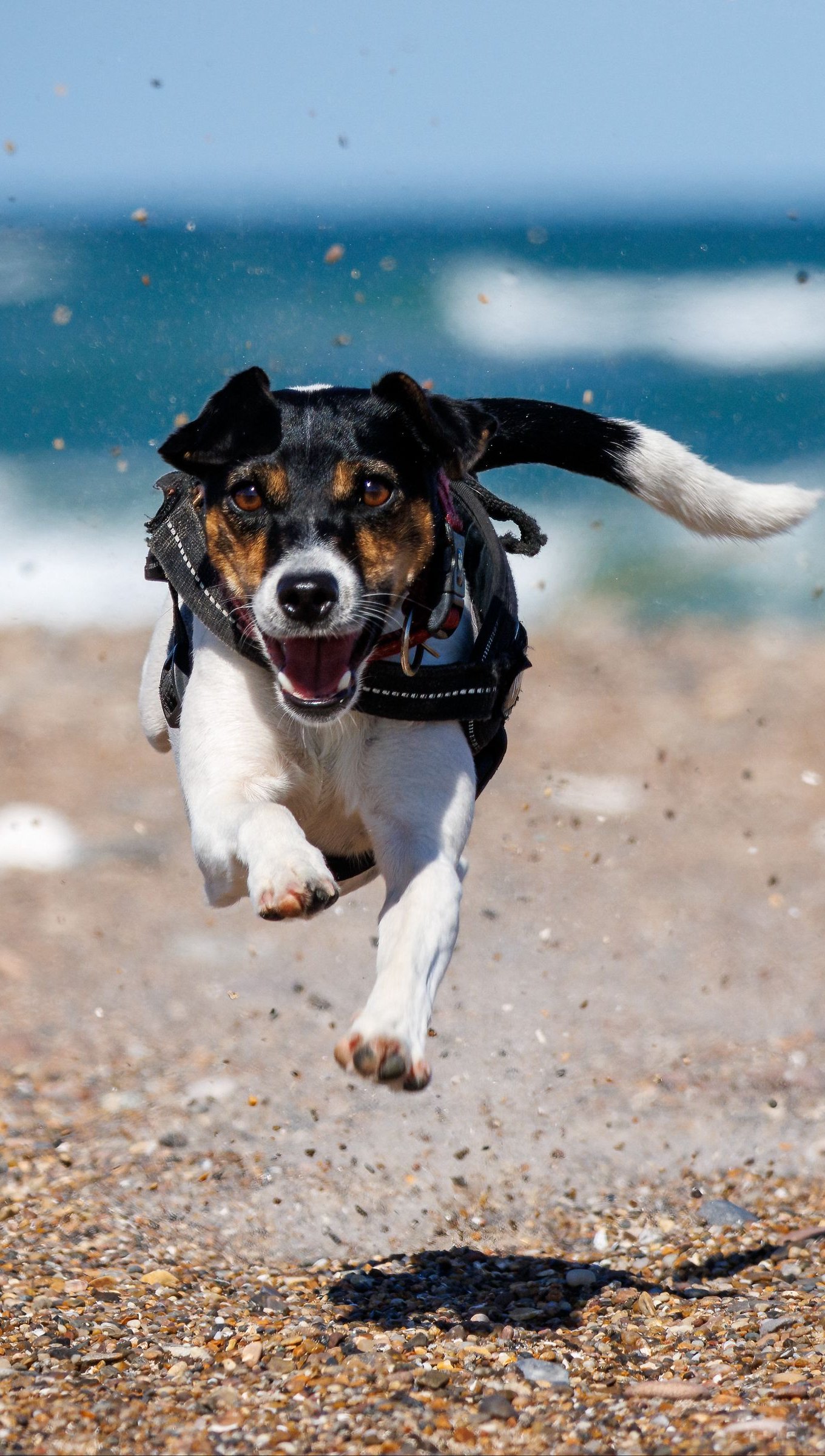 Perro corriendo en la playa