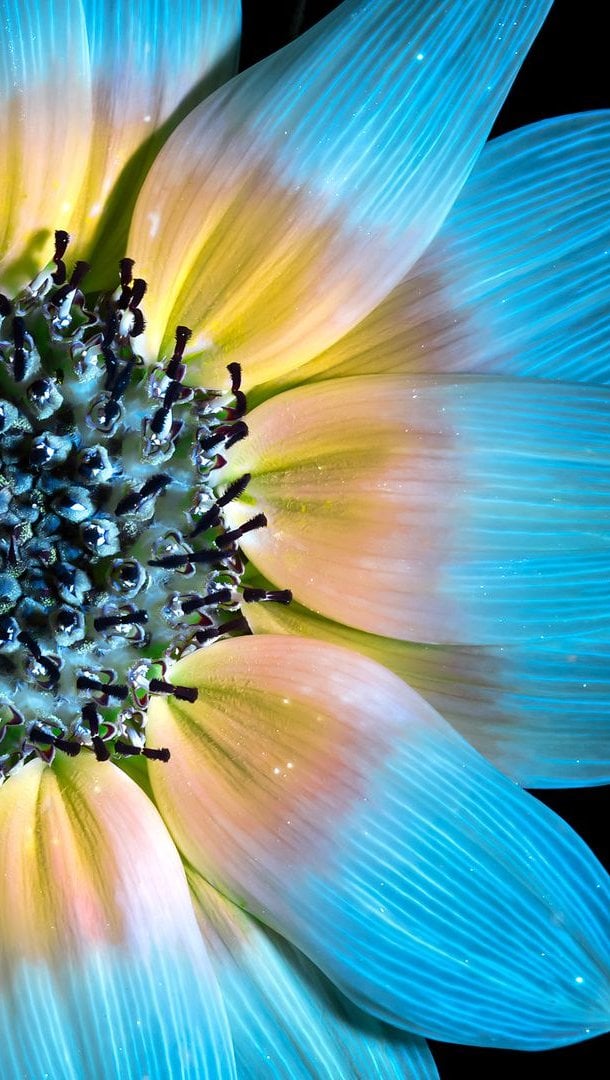 Petalos de Girasol azul