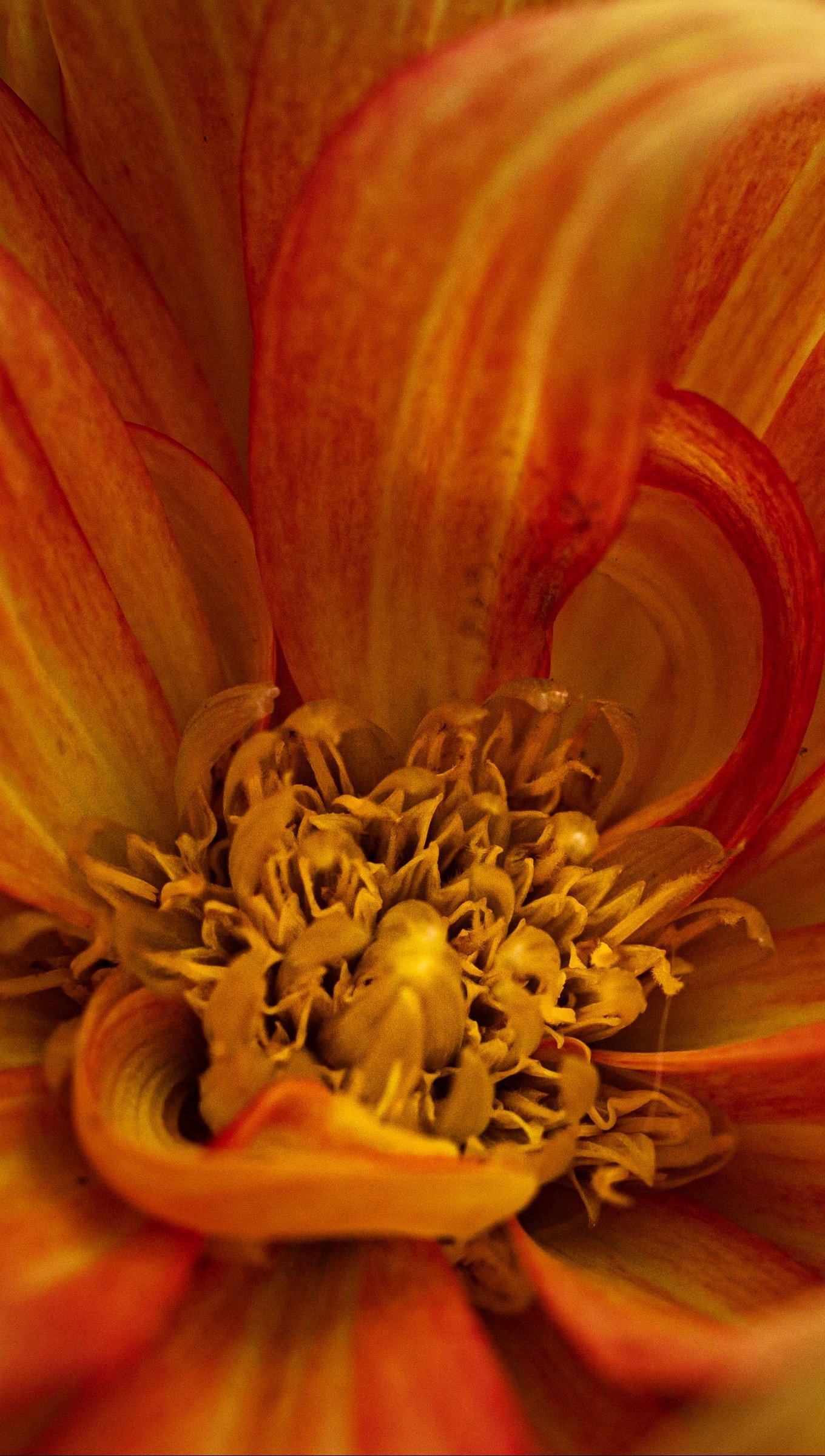 Petalos de flor amarilla con naranja