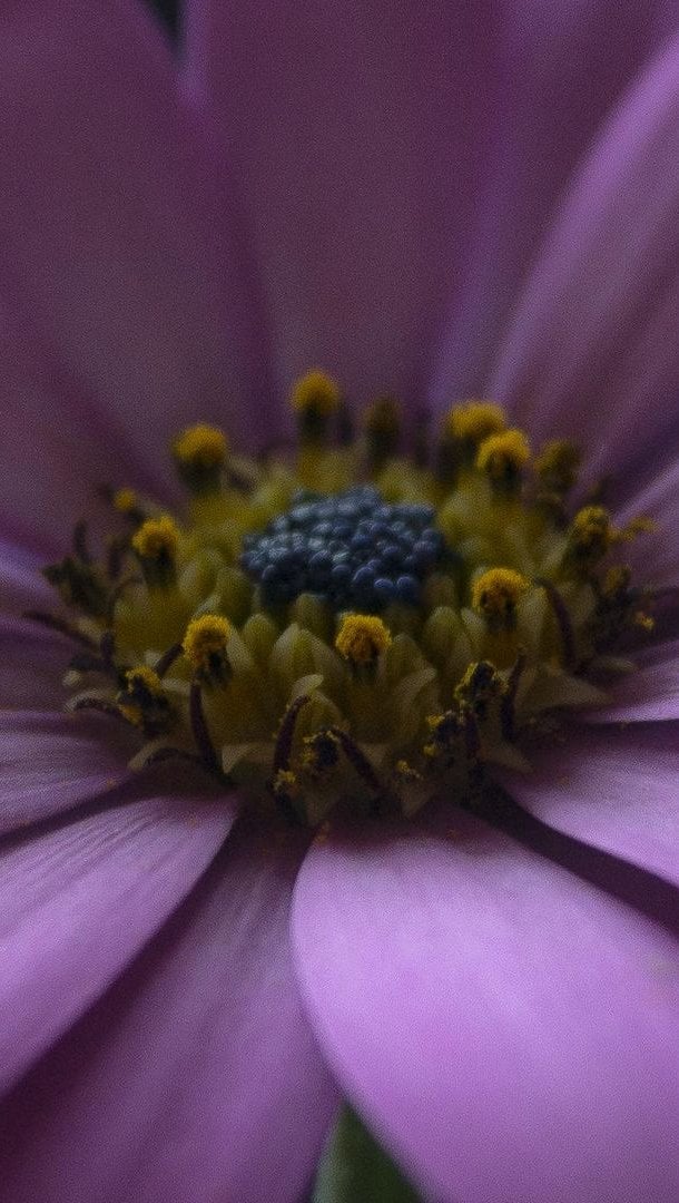 Petalos de flor en la oscuridad