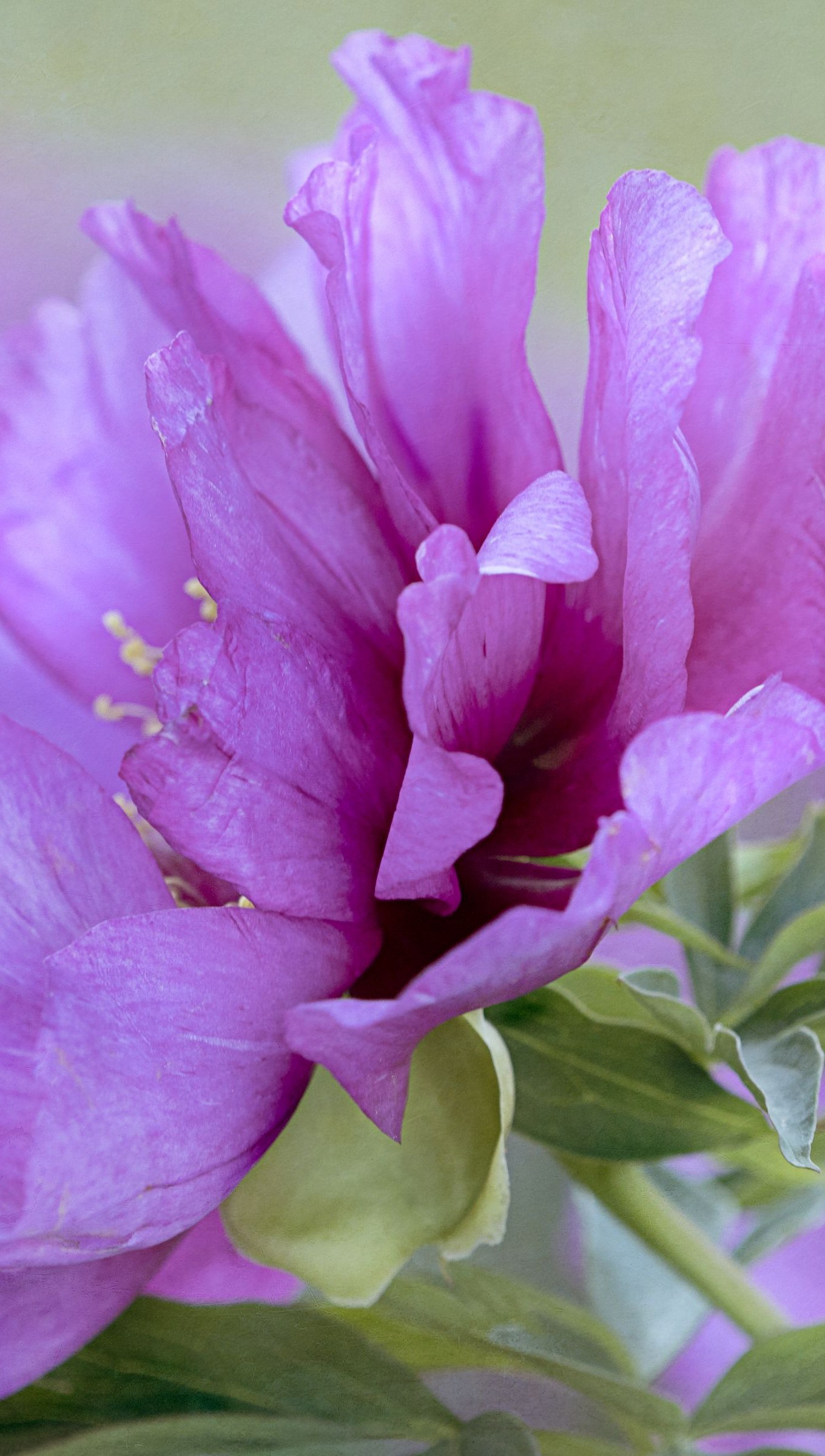 Petalos de flor morada