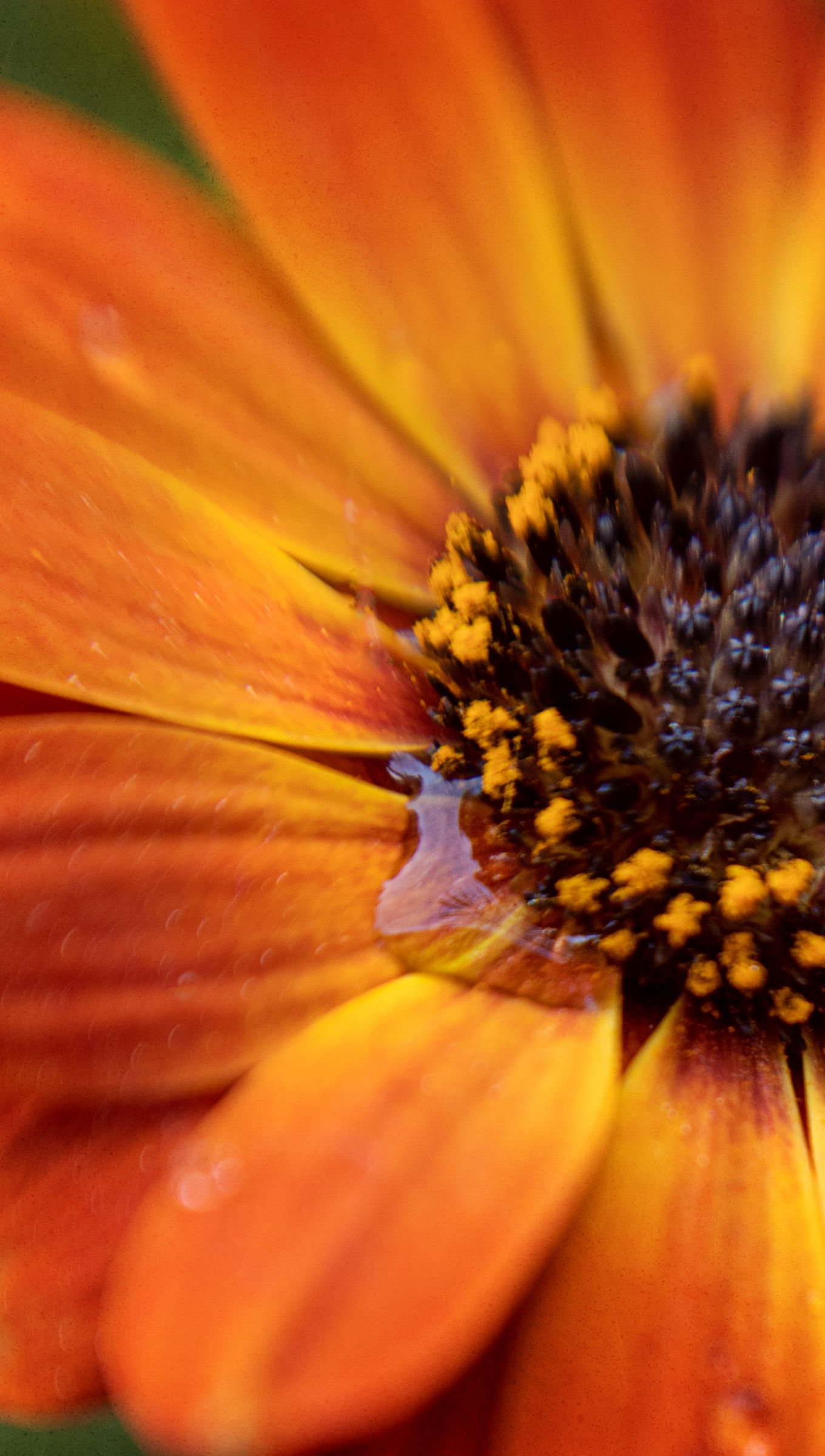 Pétalos de flor naranja