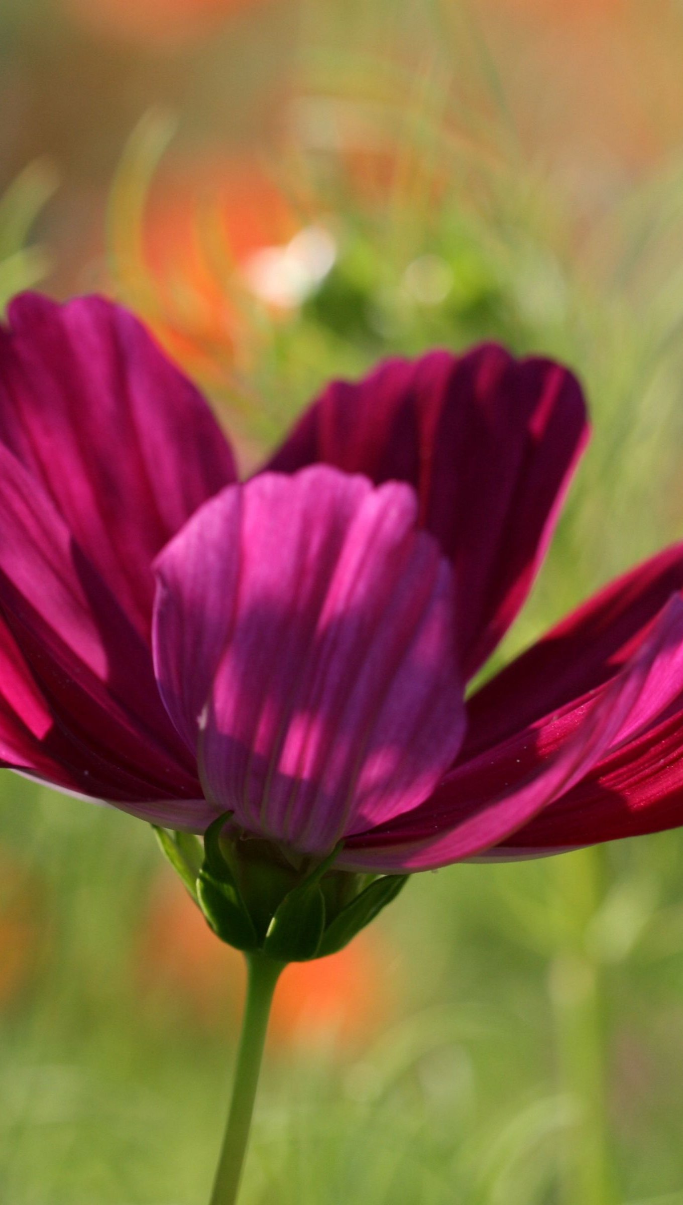 Pétalos de flor rosa