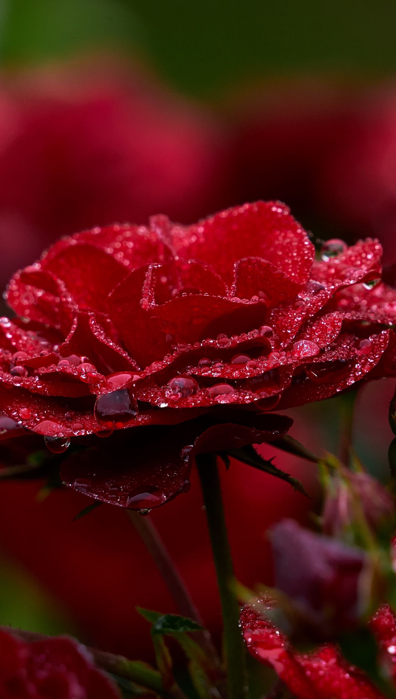 Petalos de rosa con gotas de agua