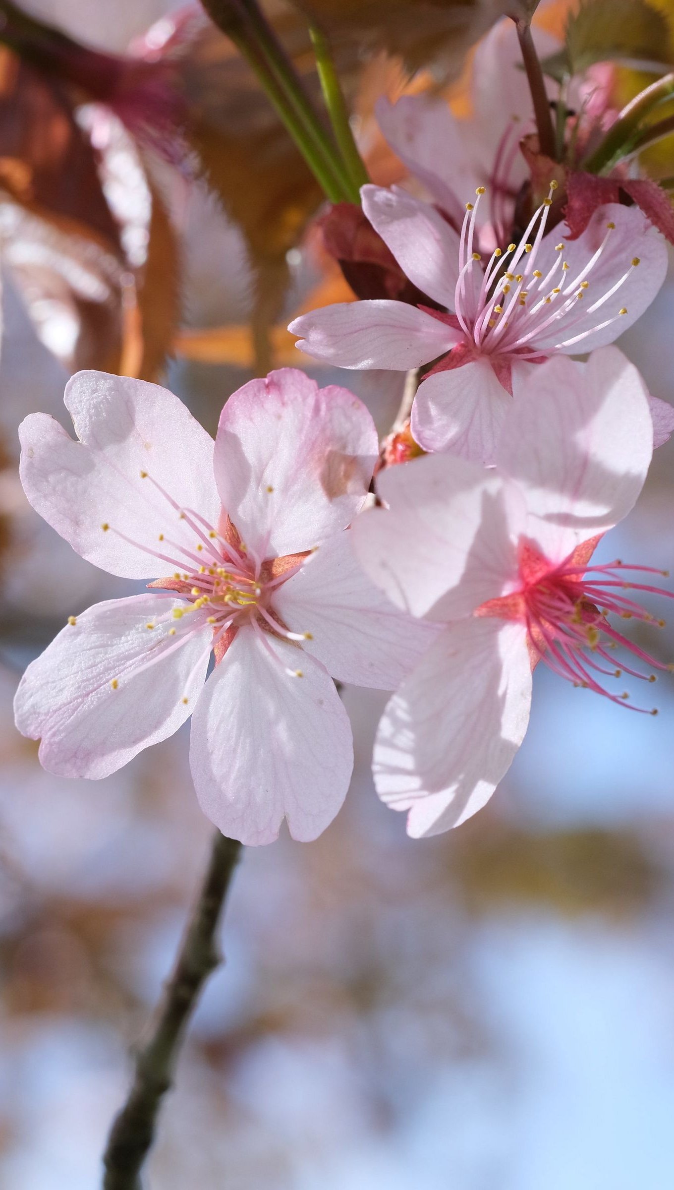 Pétalos de sakura