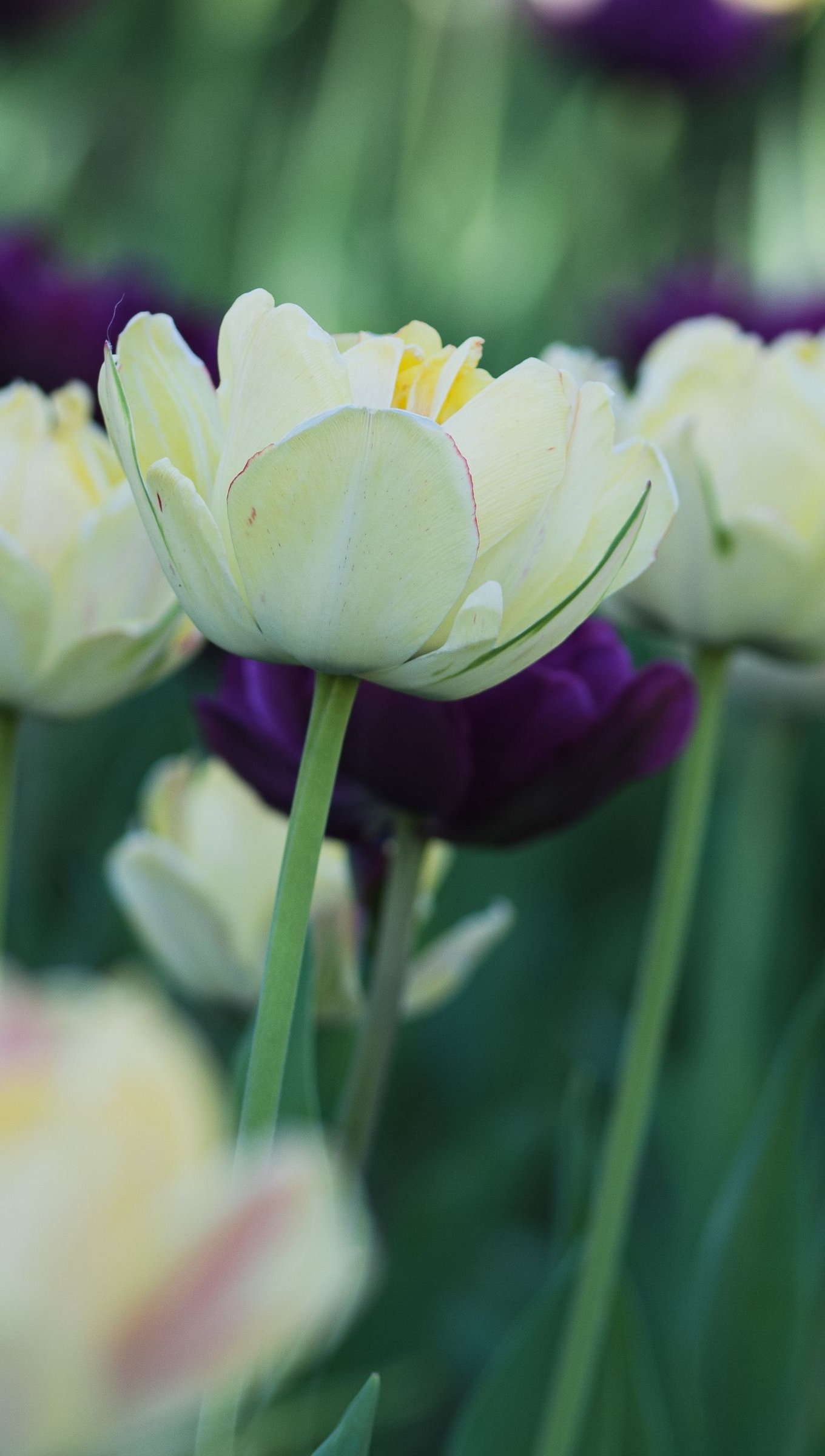 Petalos de tulipanes