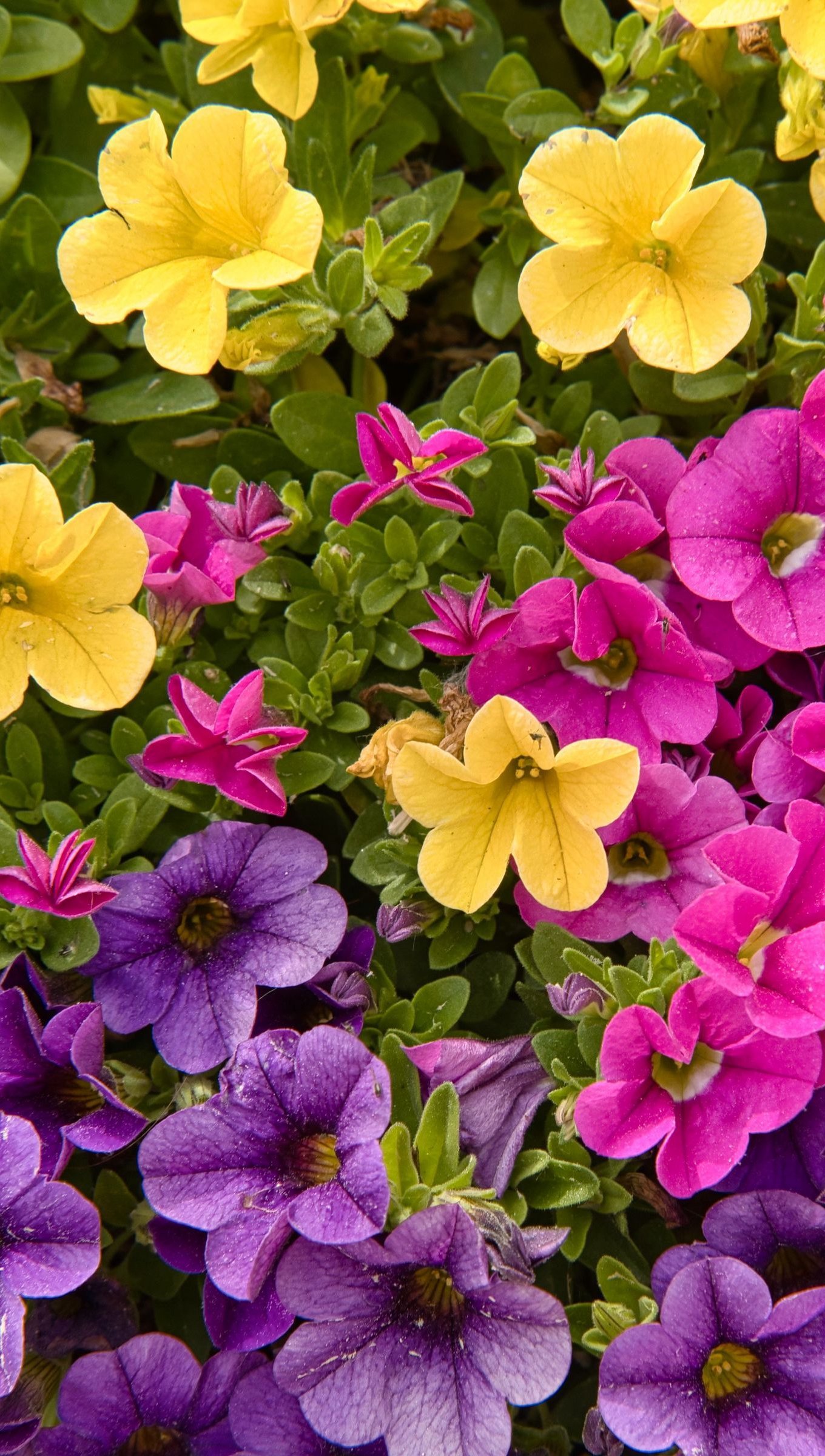 Petunias de colores