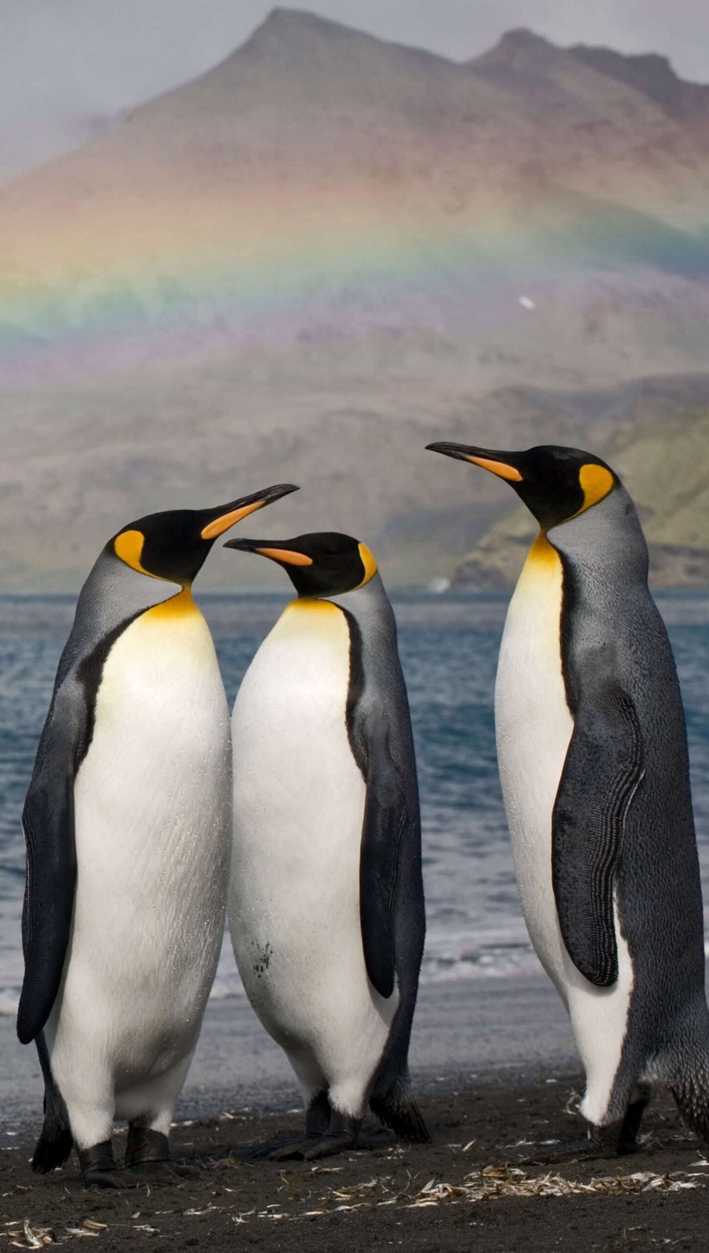 Pingüinos con arcoiris de fondo