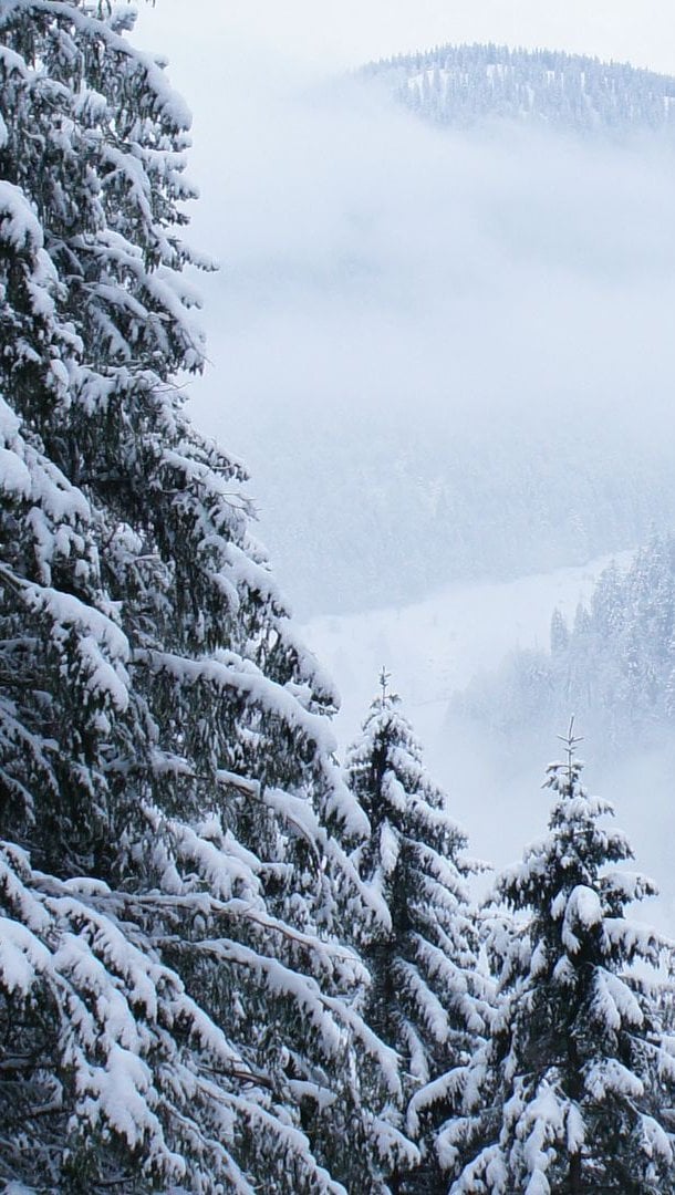 Pinos con nieve