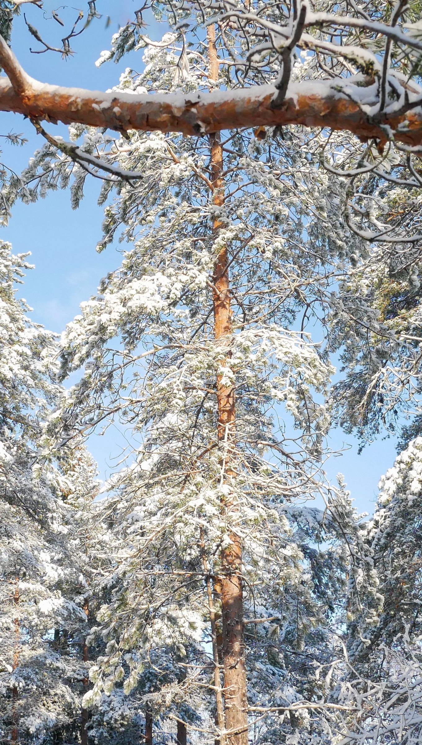 Pinos en el bosque durante el invierno