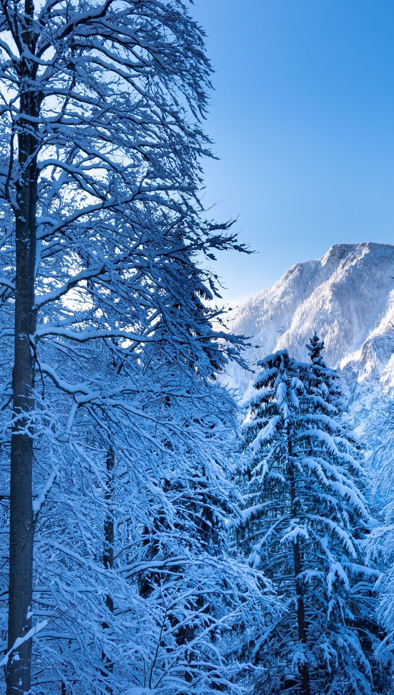 Pinos nevados