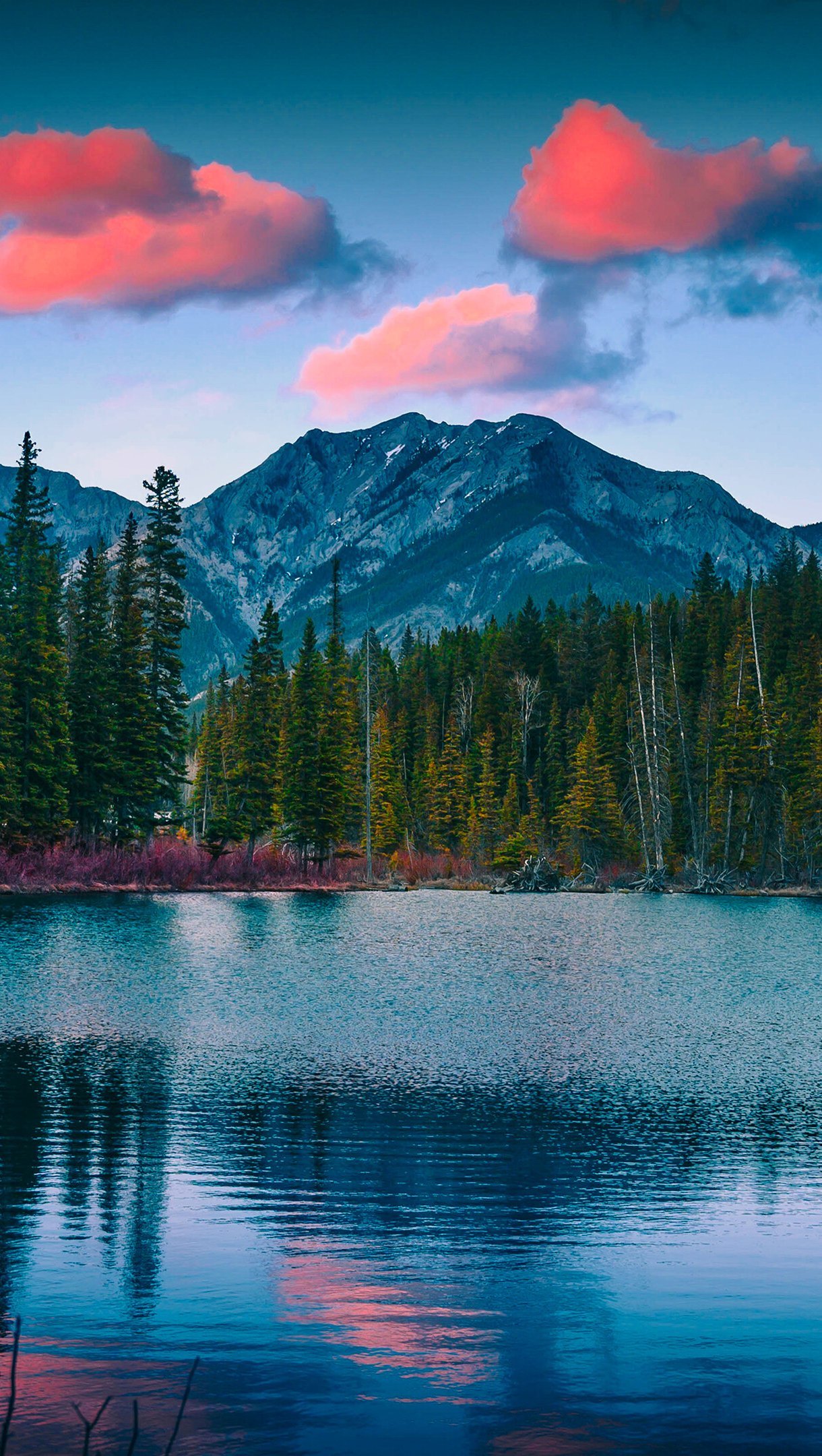 Pinos y montañas al atardecer