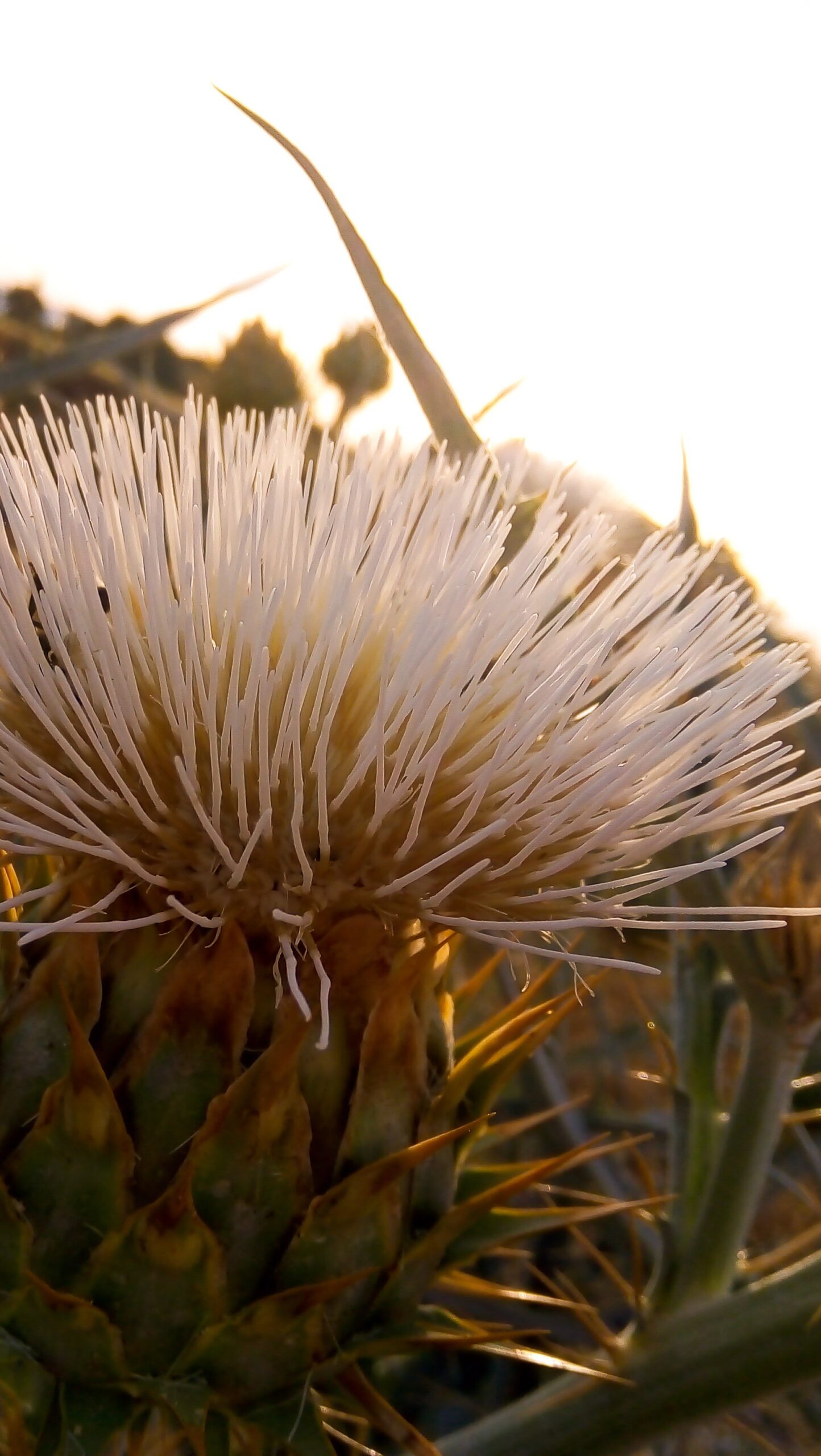 Planta Cynara scolymus