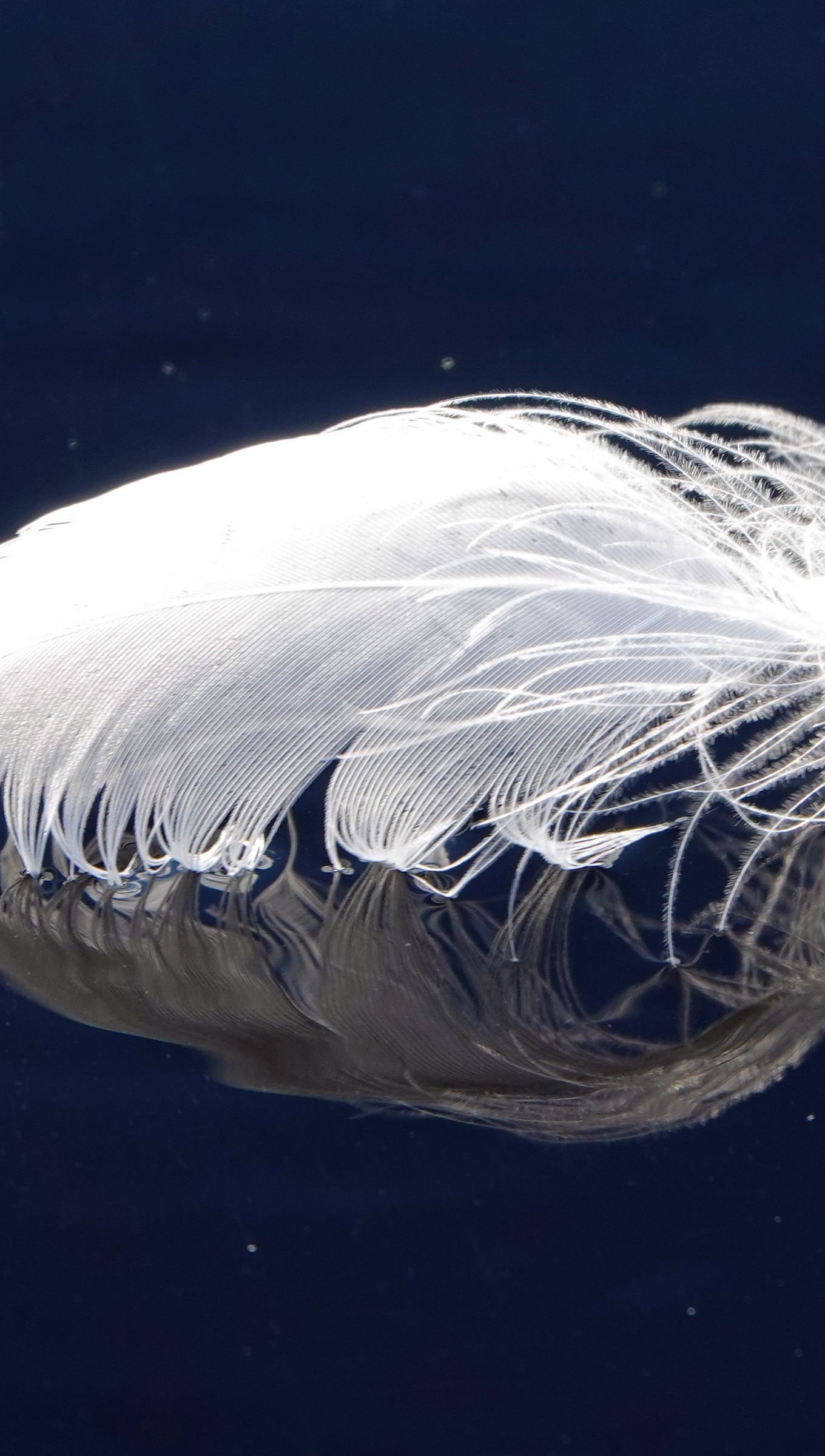 Pluma reflejada en cristal